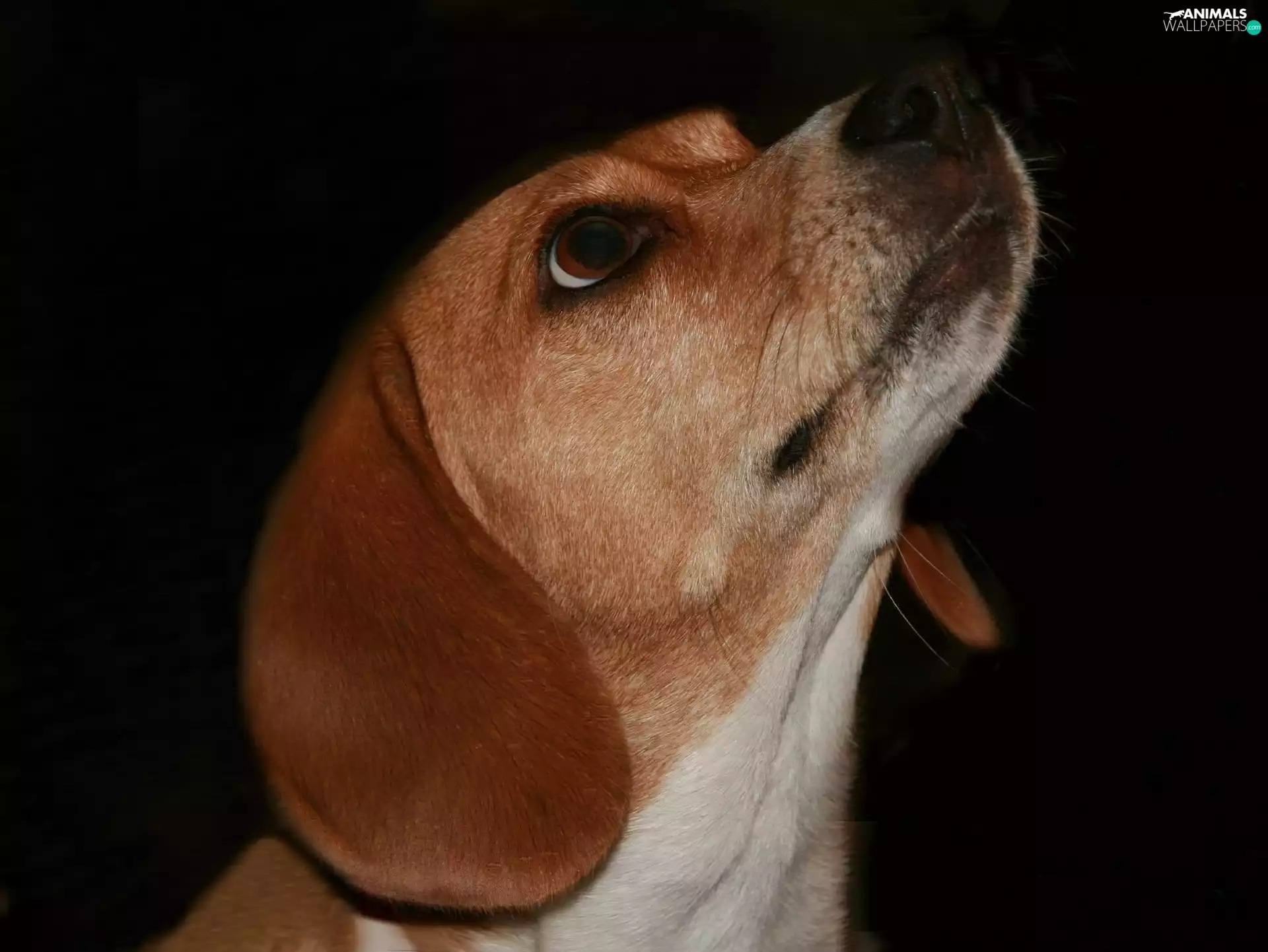 White, neck, dog, muzzle, ginger