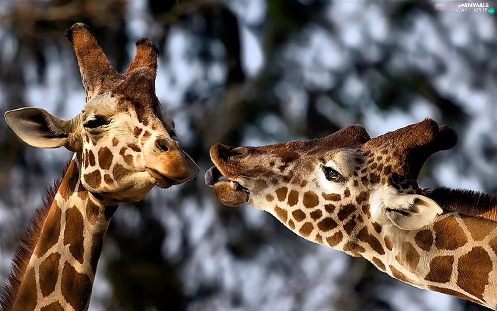 neck, Two, giraffe