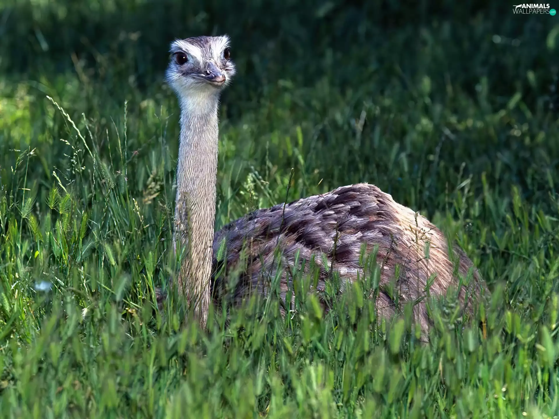 neck, ostrich, long