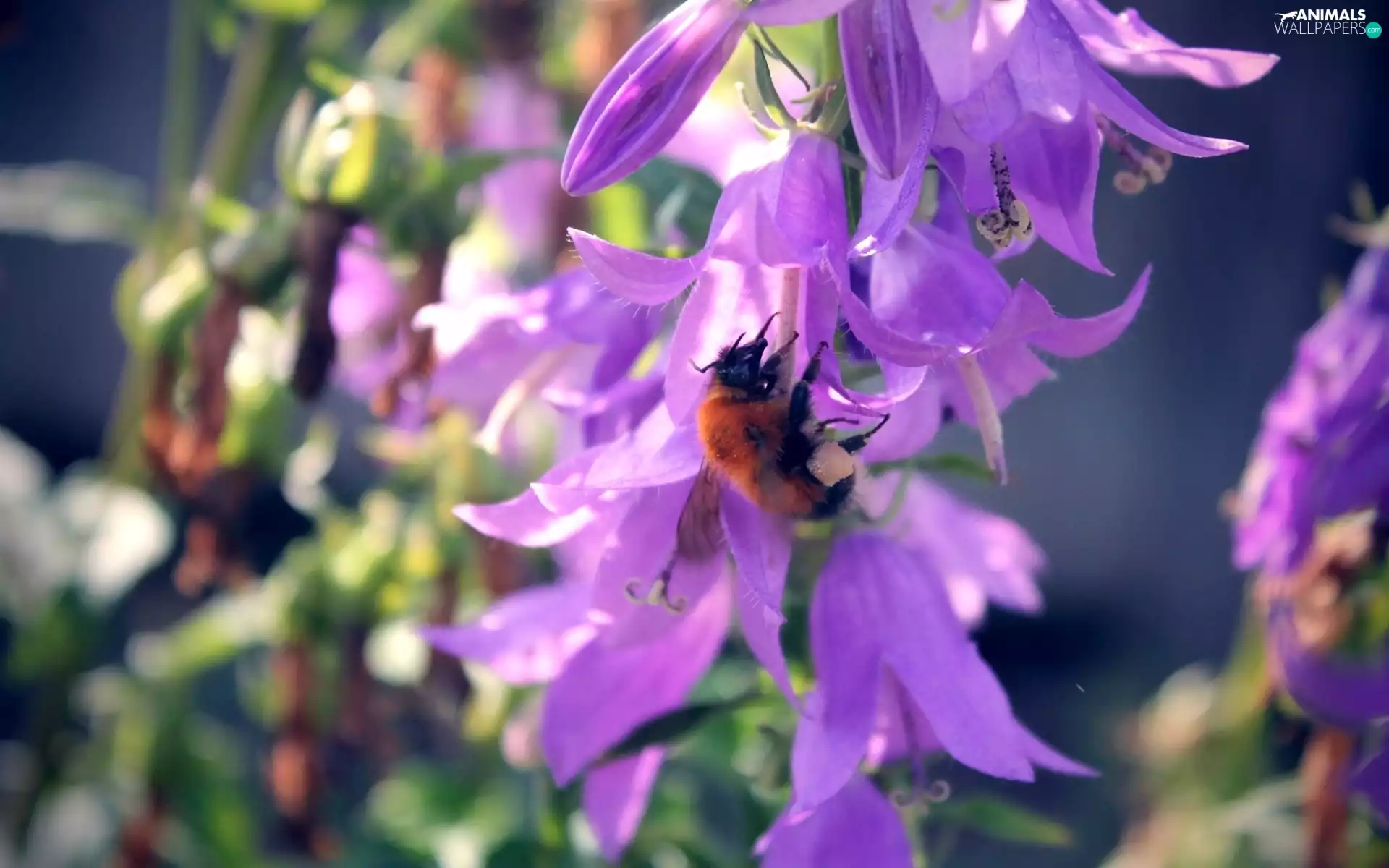 bee, purple, Flowers, nectar
