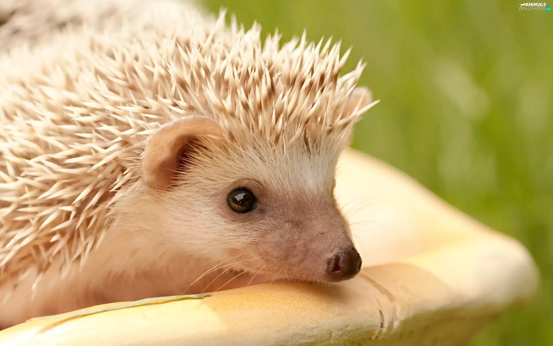 needles, hedgehog, peen