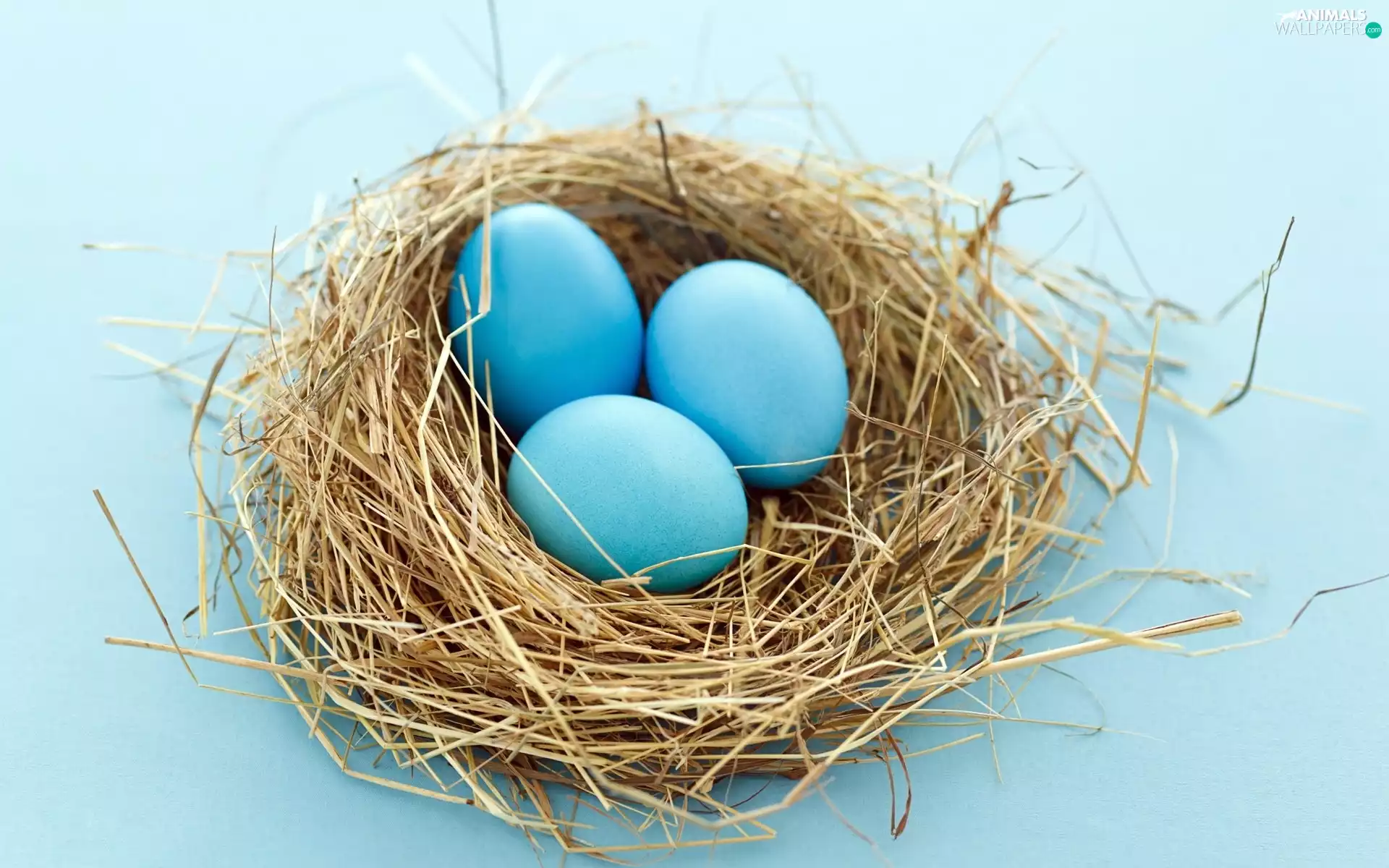 Bird, Blue, eggs, nest