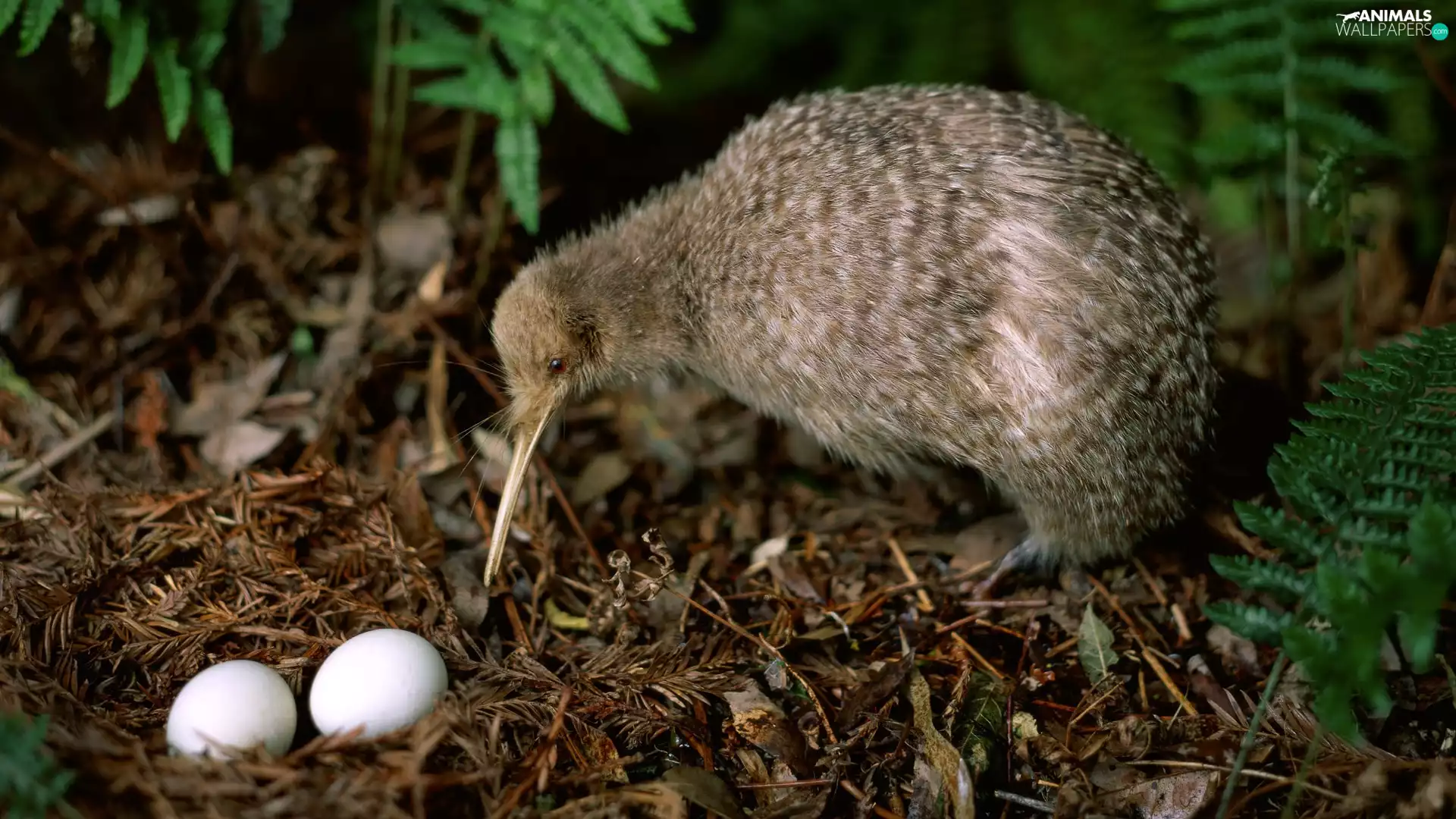 eggs, nest, Bird, flightless, kiwi