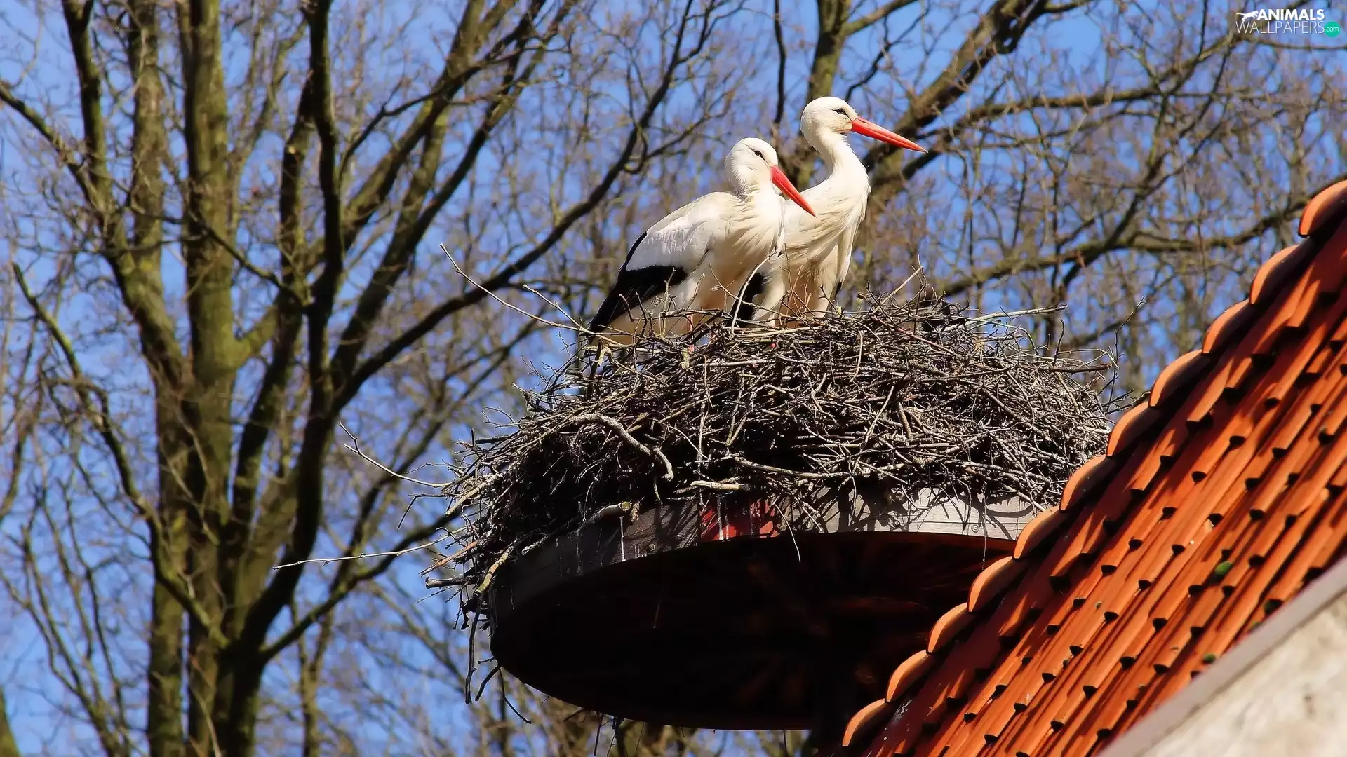 trees, viewes, Storks, nest, Two cars