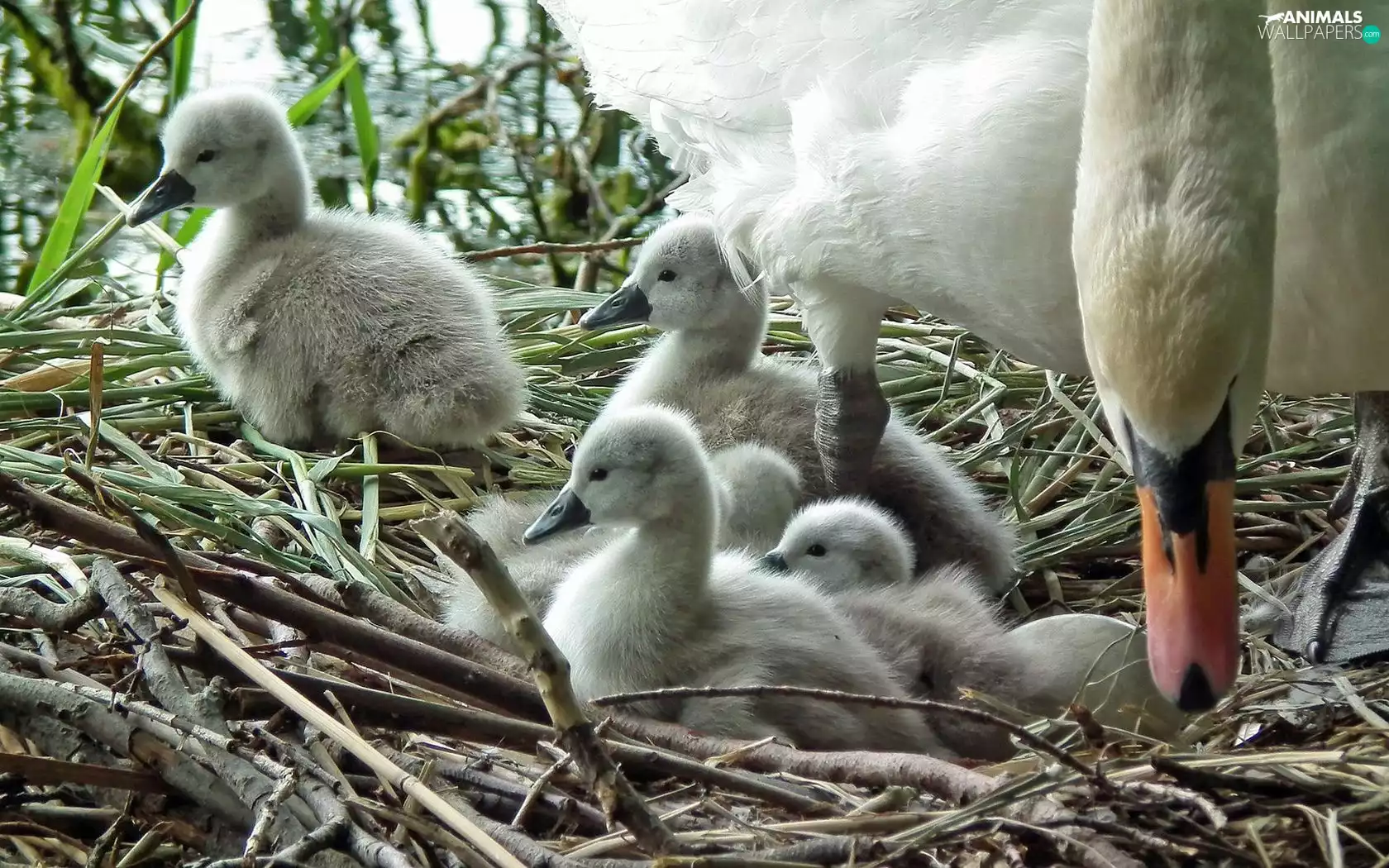 nest, Swan, chick