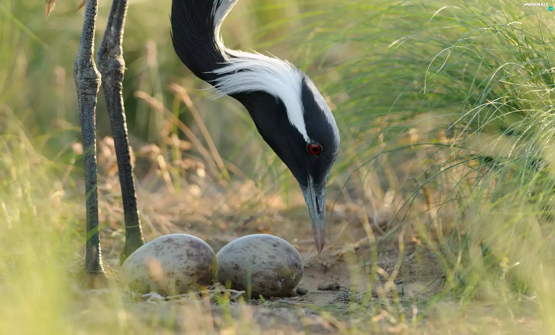 crane, eggs, grass, nest