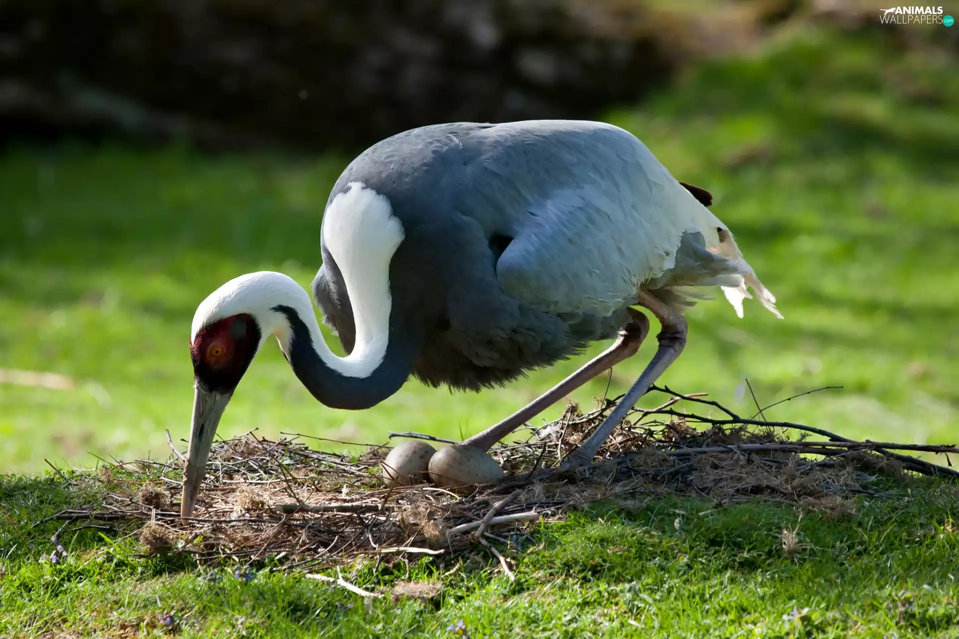 nest, crane, eggs
