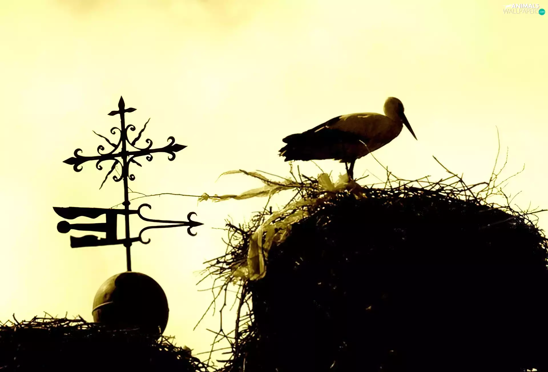 nest, stork