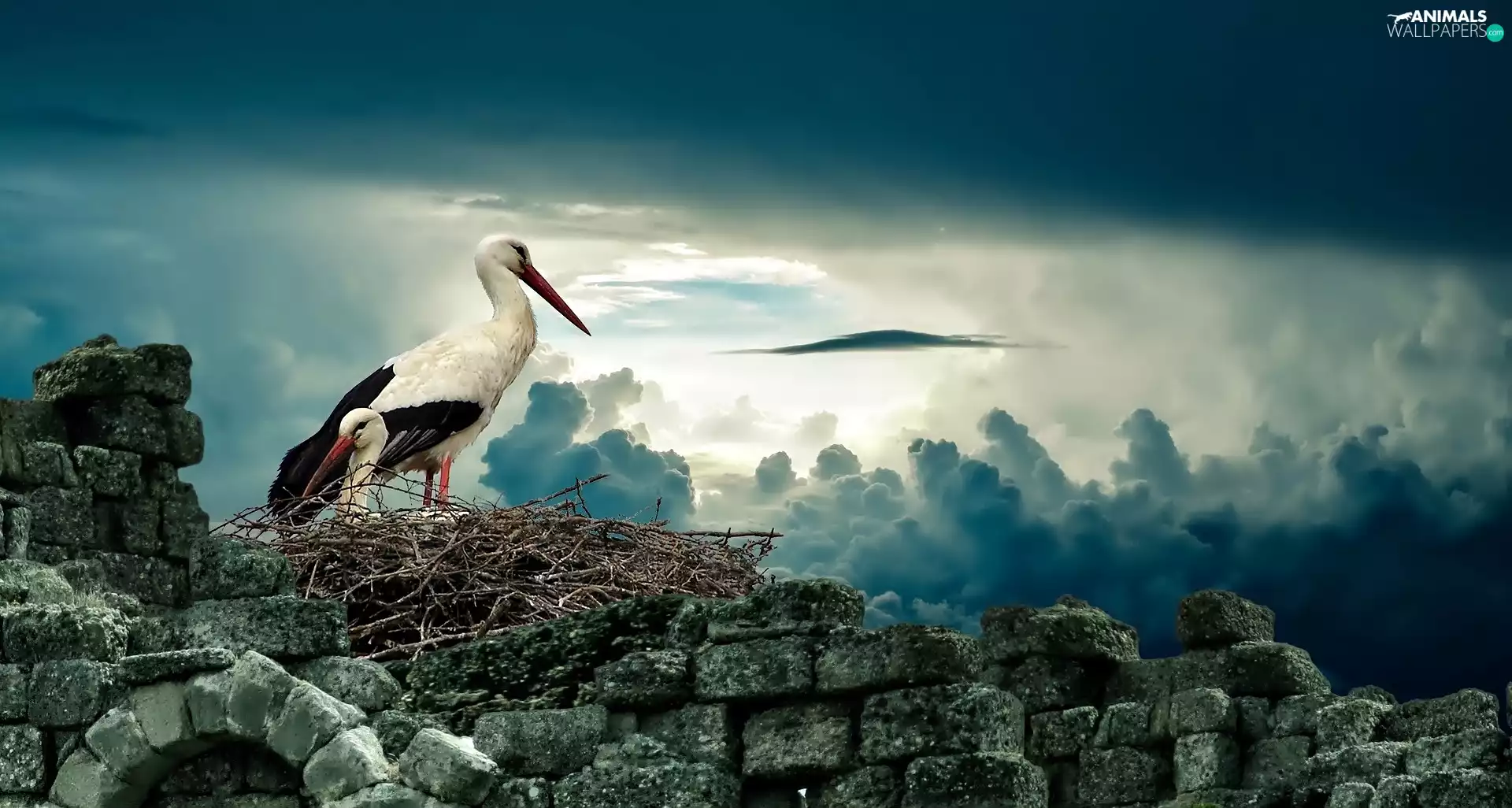 Storks, wall, clouds, nest