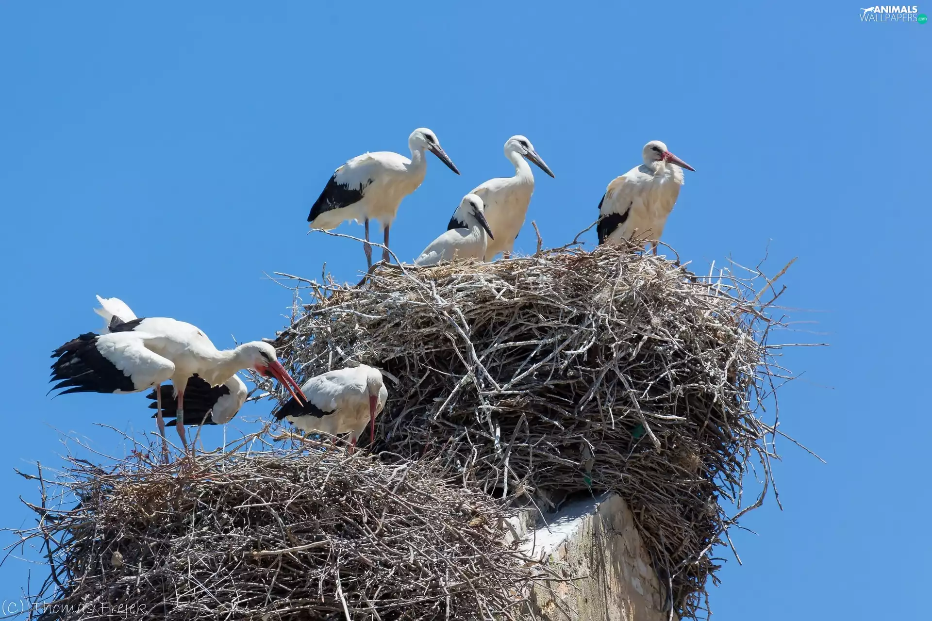 nest, Family, storks