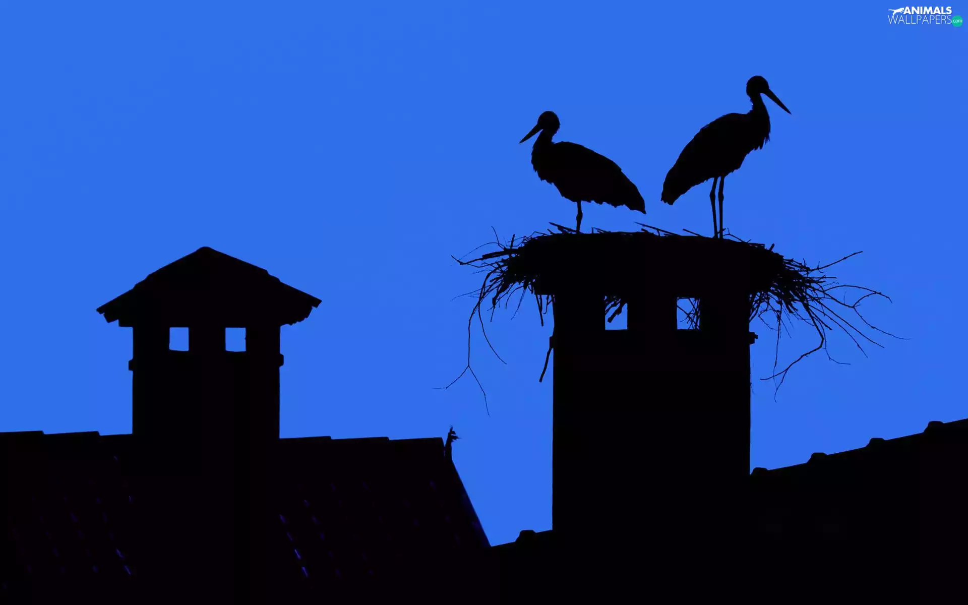Storks, Houses, Night, nest
