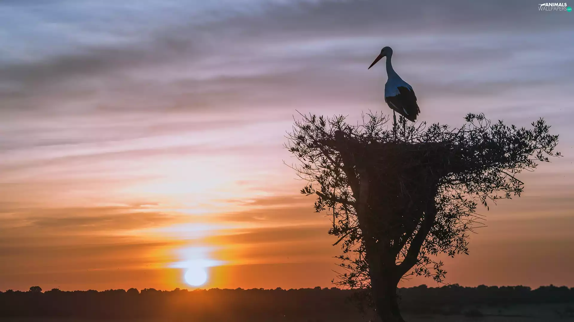 stork, Great Sunsets, nest, Bird, trees