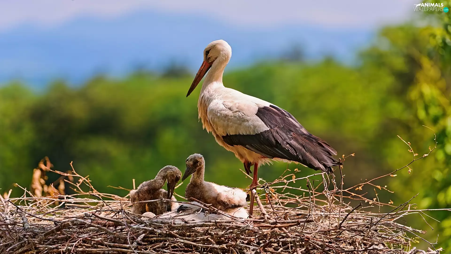 nest, stork, young