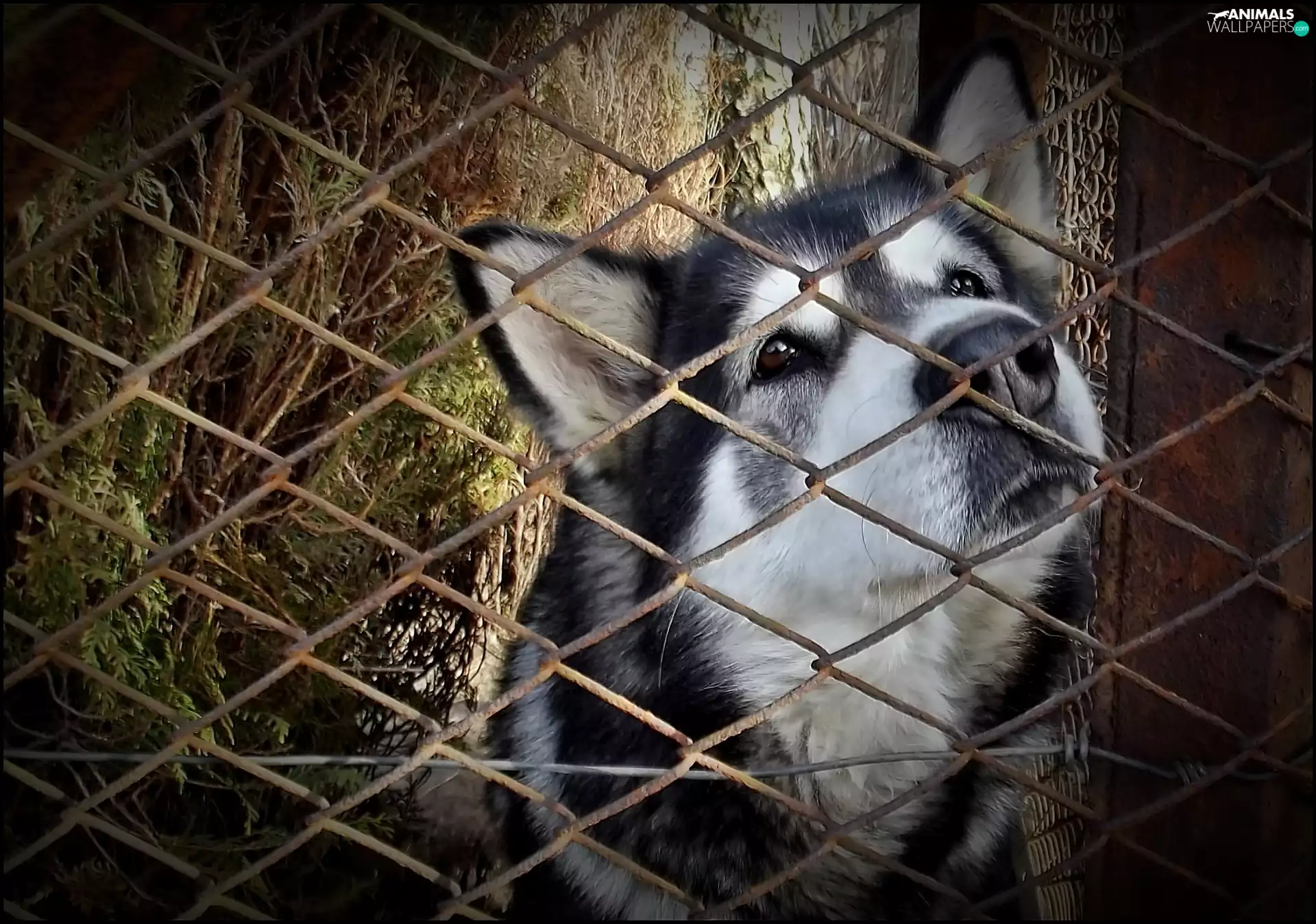dog, net, fence, The look