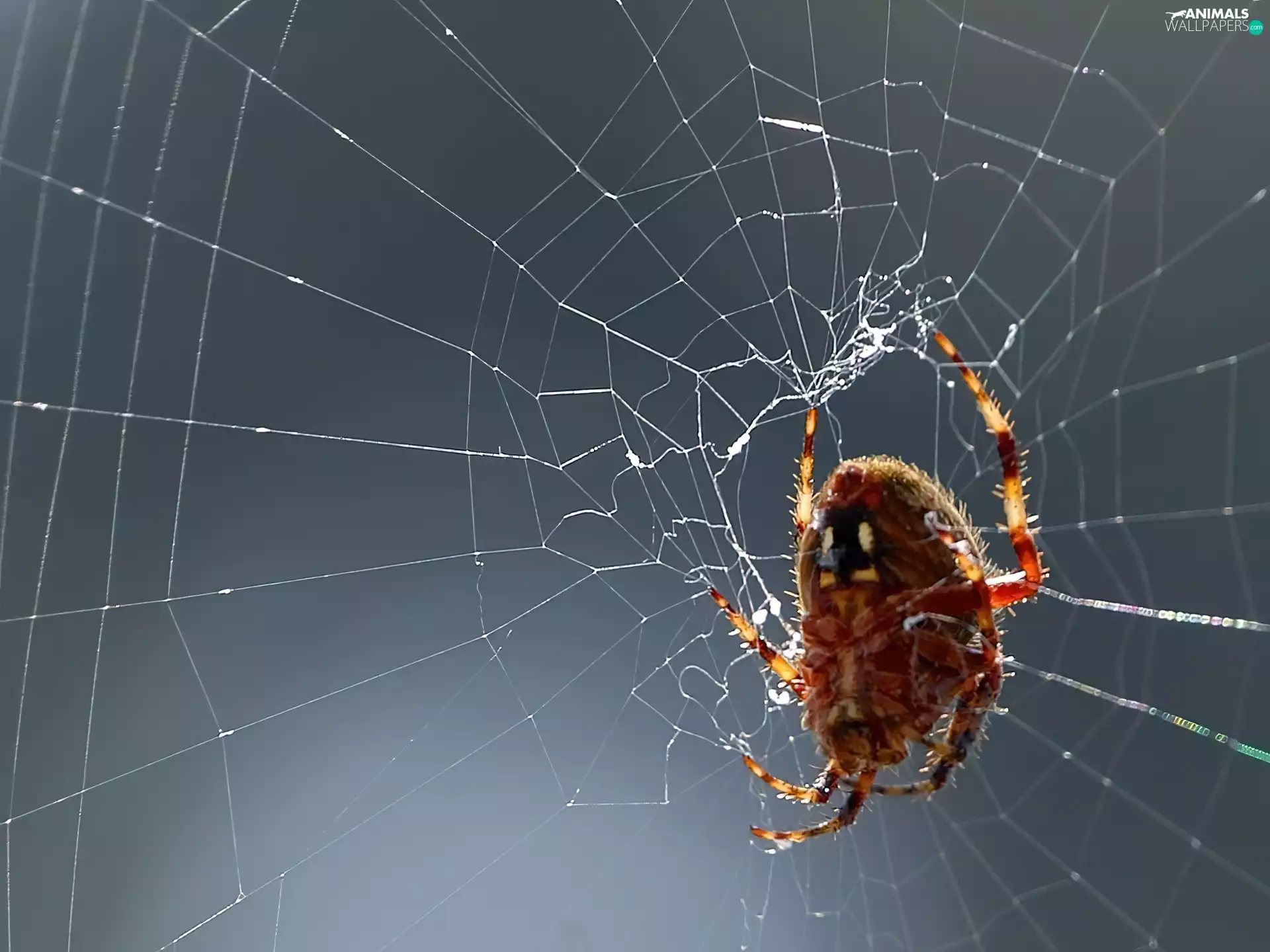 net, Spider, trestle