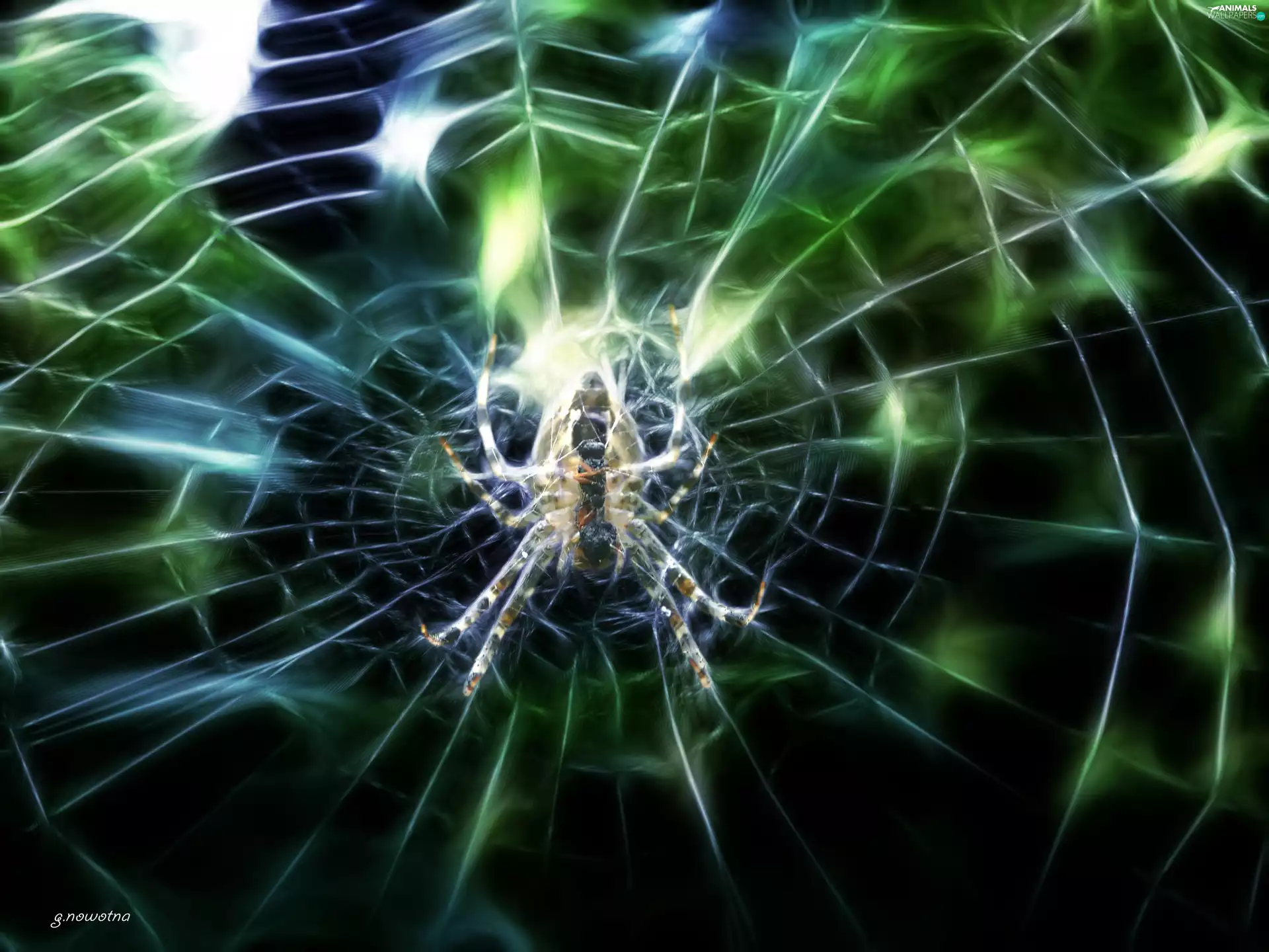 net, Spider, trestle