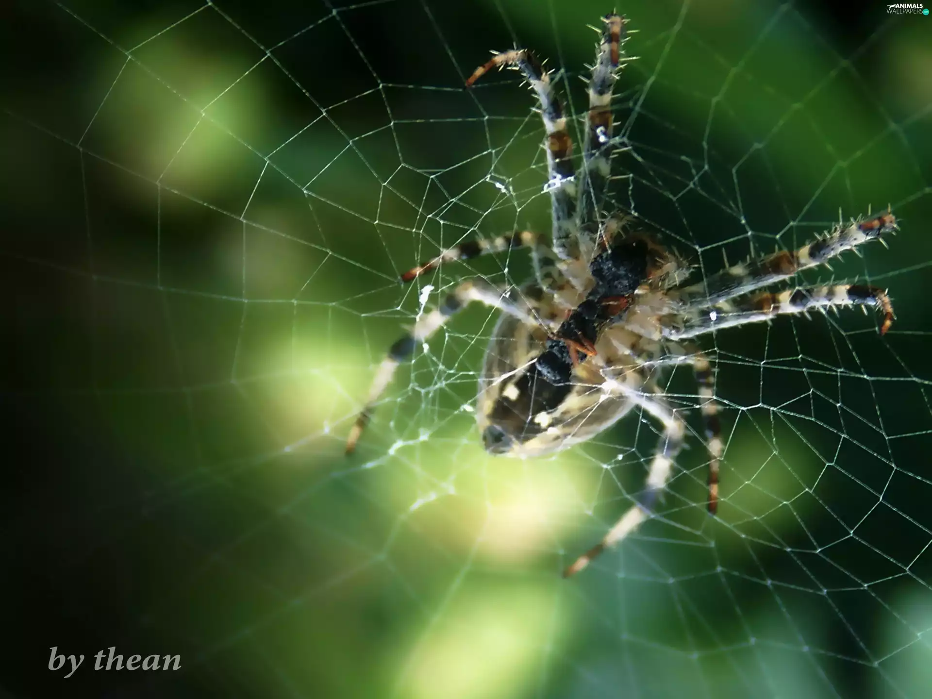 net, Spider, trestle