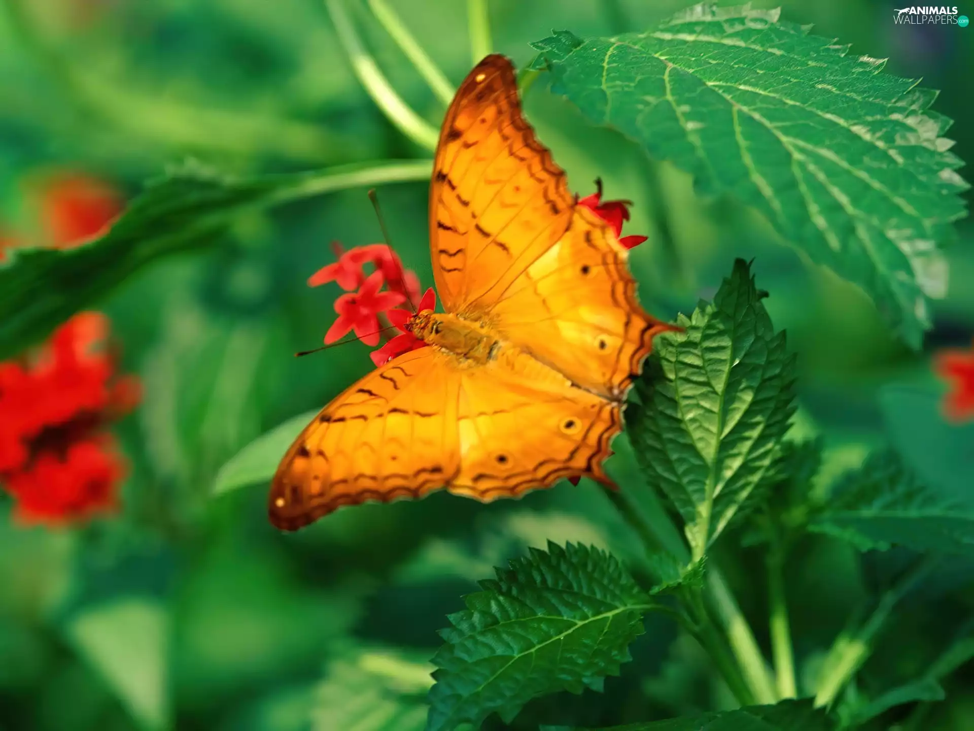 nettle, Orange, butterfly