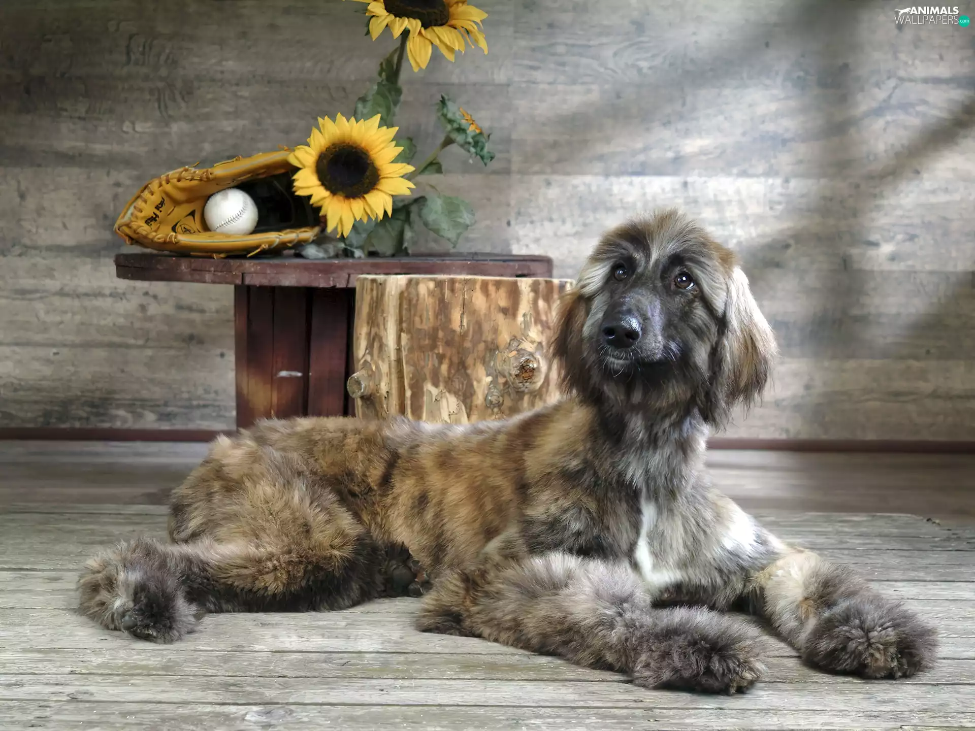 greyhound, the ball, Nice sunflowers, glove