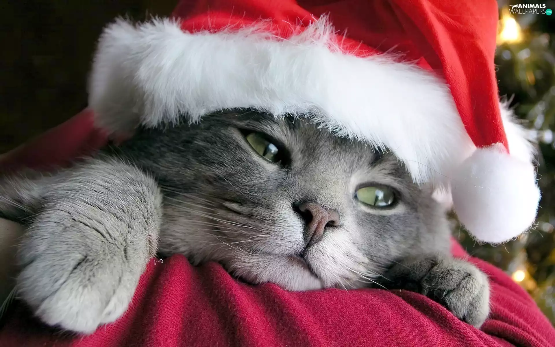 Nicholas, kitten, Hat