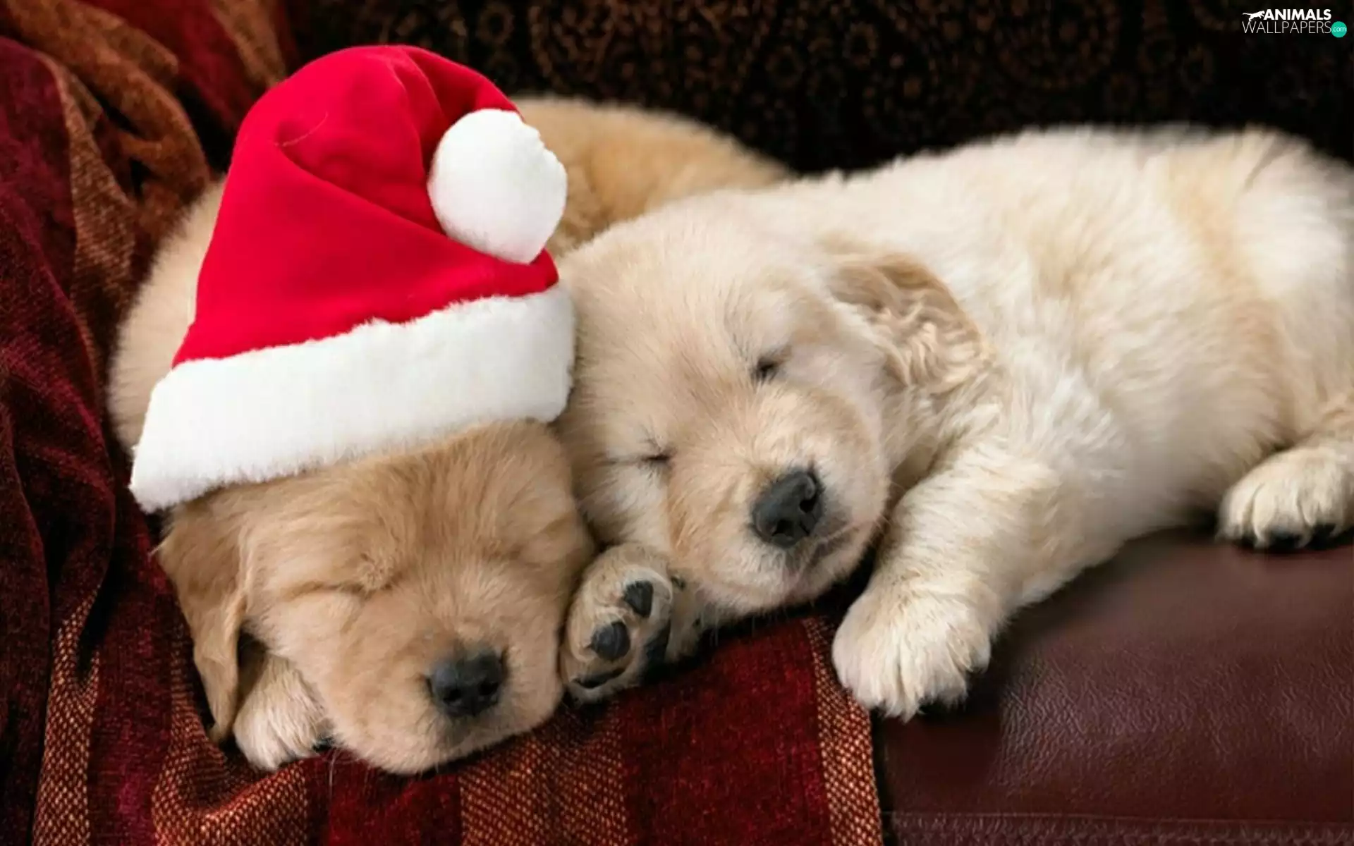 Hat, puppies, puppies, Nicholas