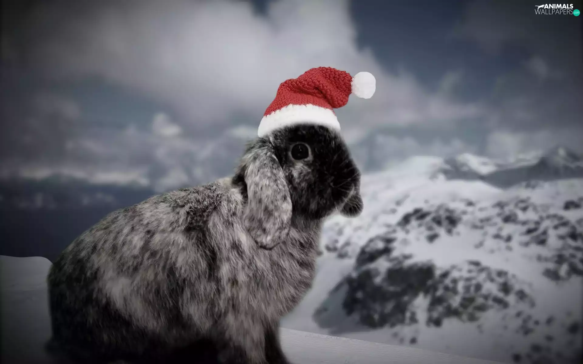 Nicholas, Rabbit, Hat