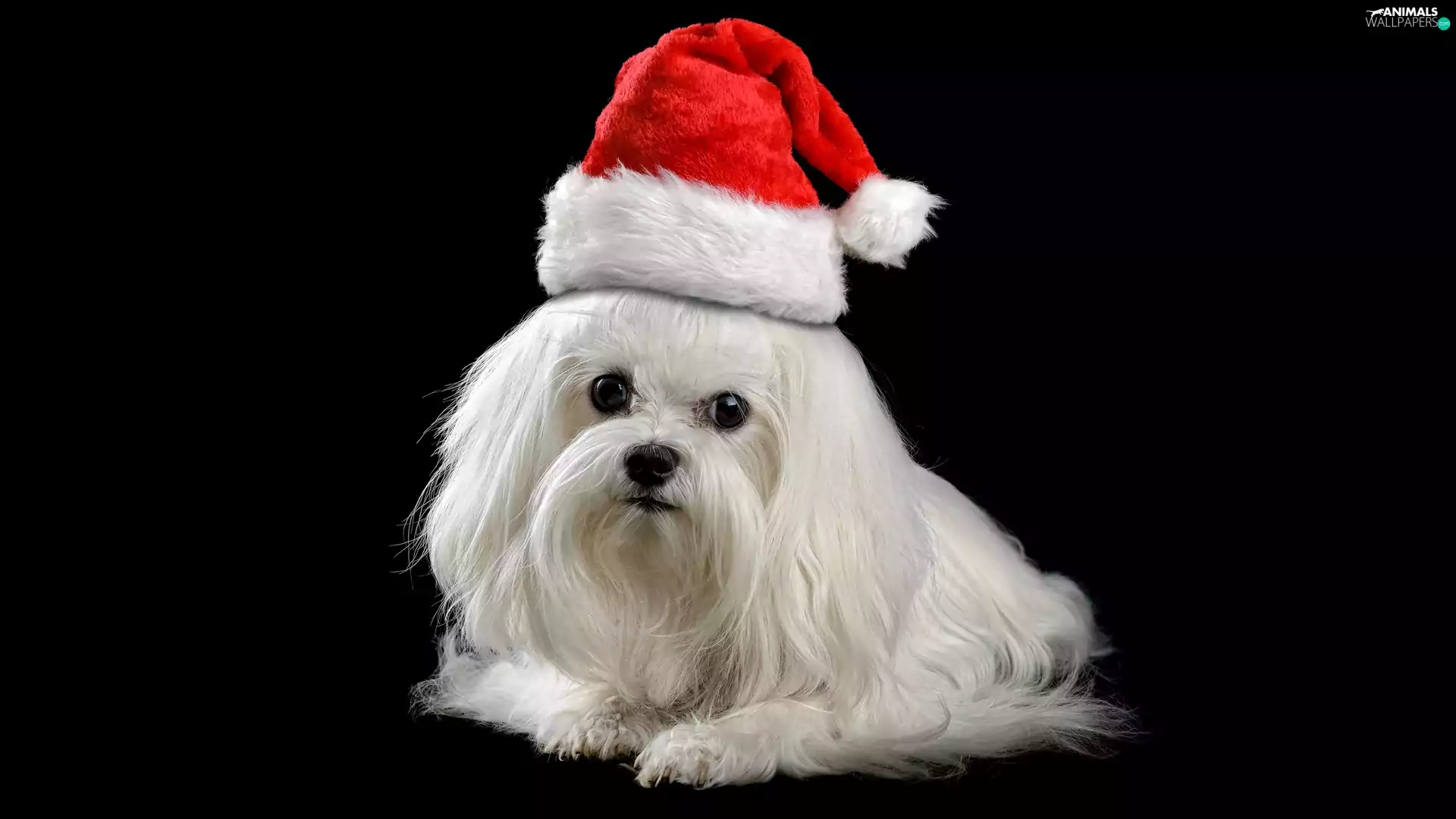 Hat, Nicholas, Puppy, Havanese, White