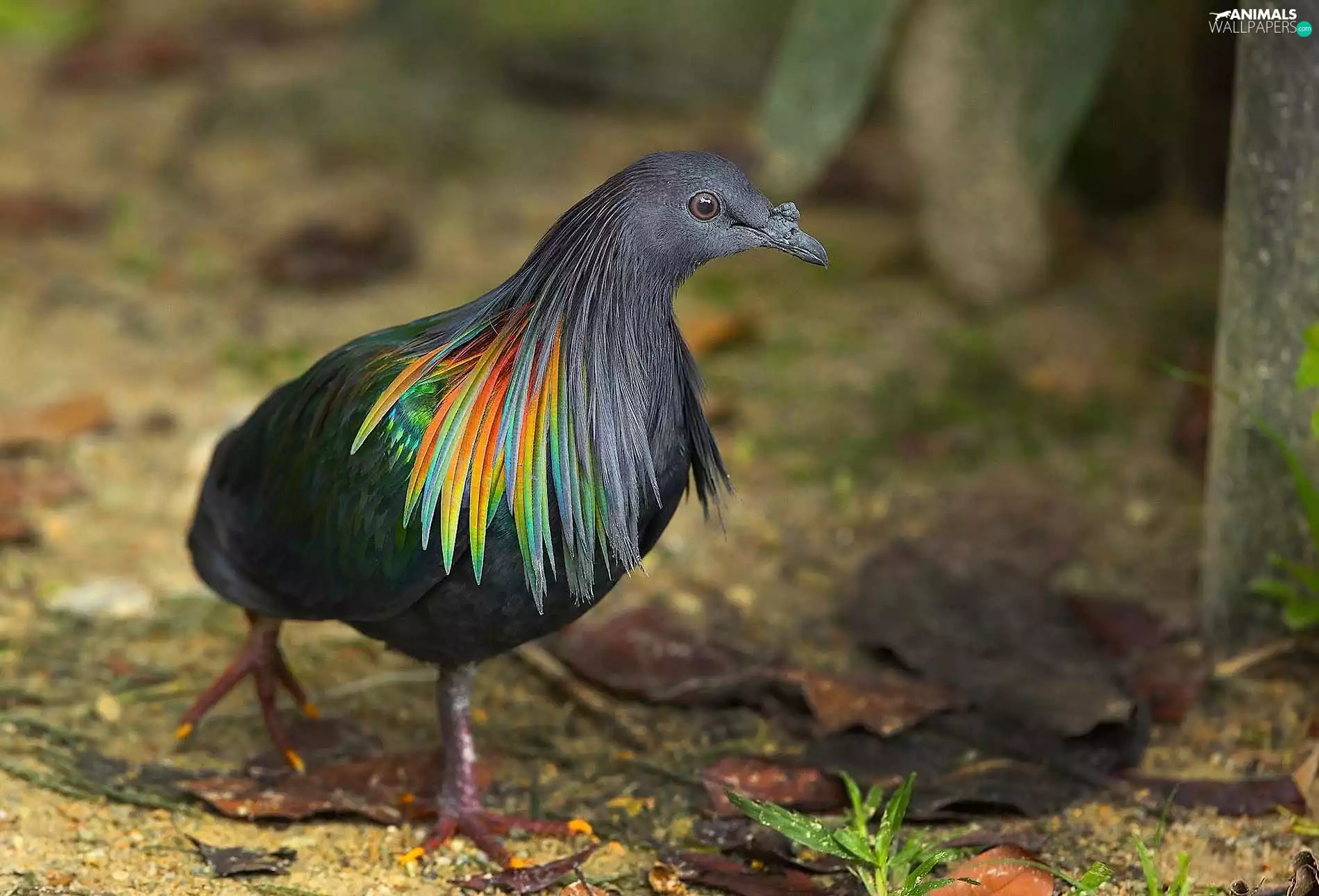 Nicobar, pigeon, Nicobar