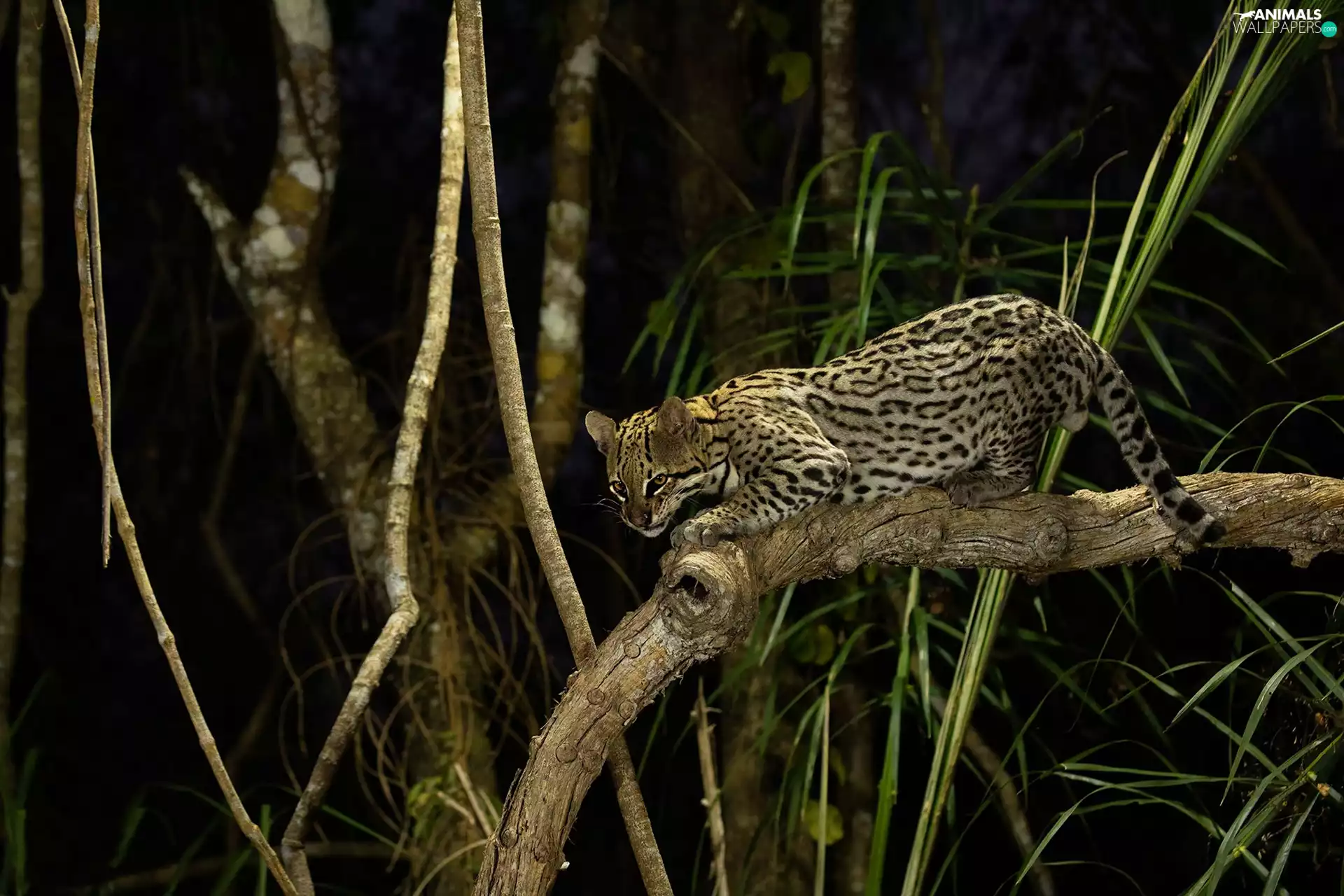 branch pics, ocelot, Night