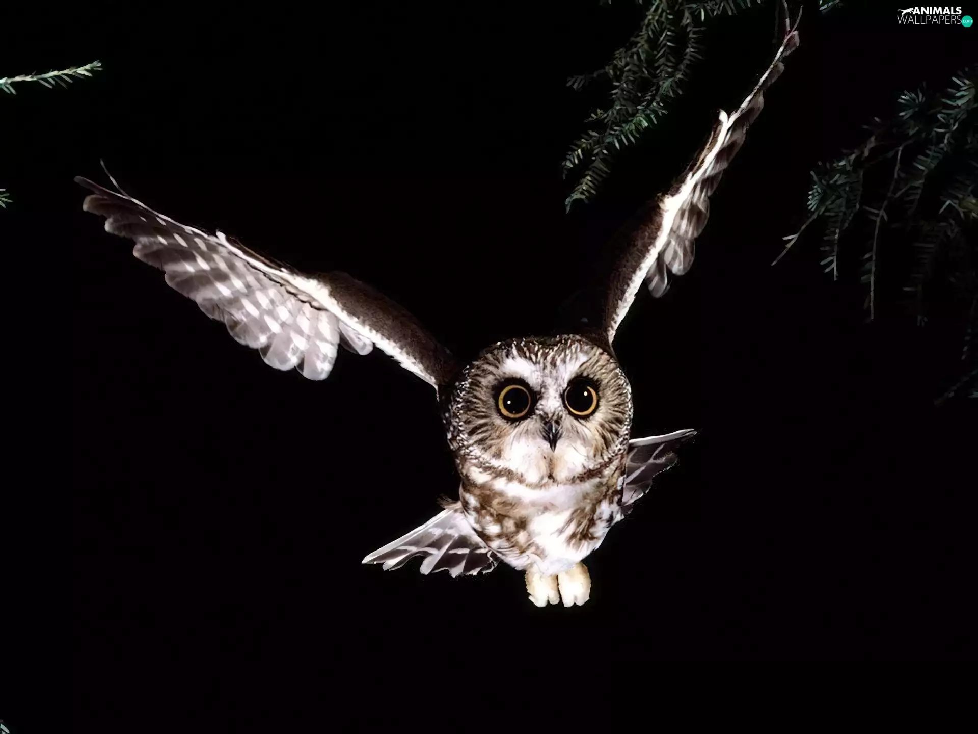flight, Owl Tengmalm, Night