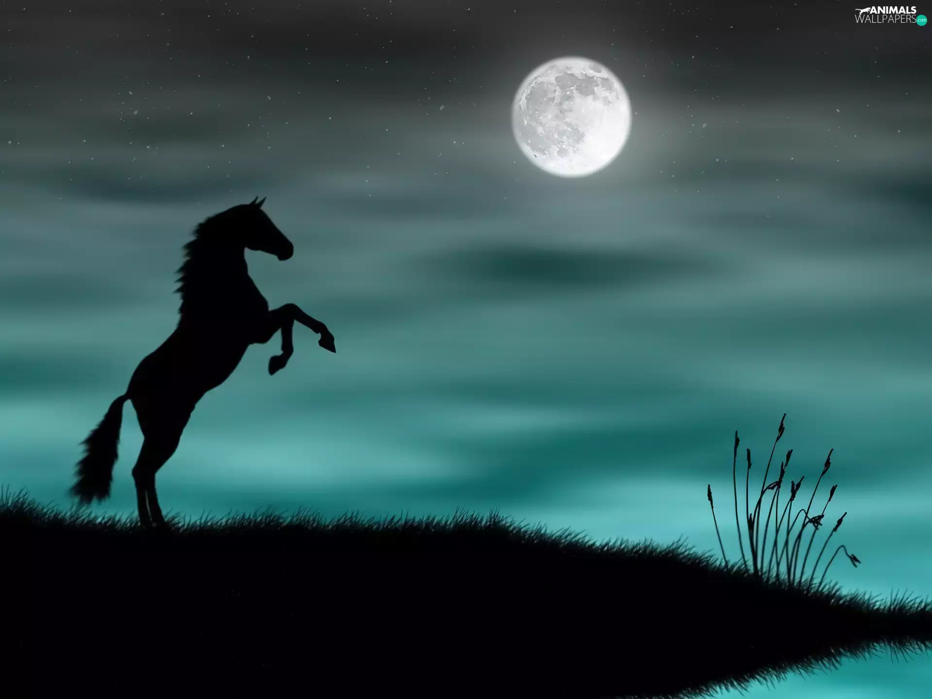 Night, Horse, moon