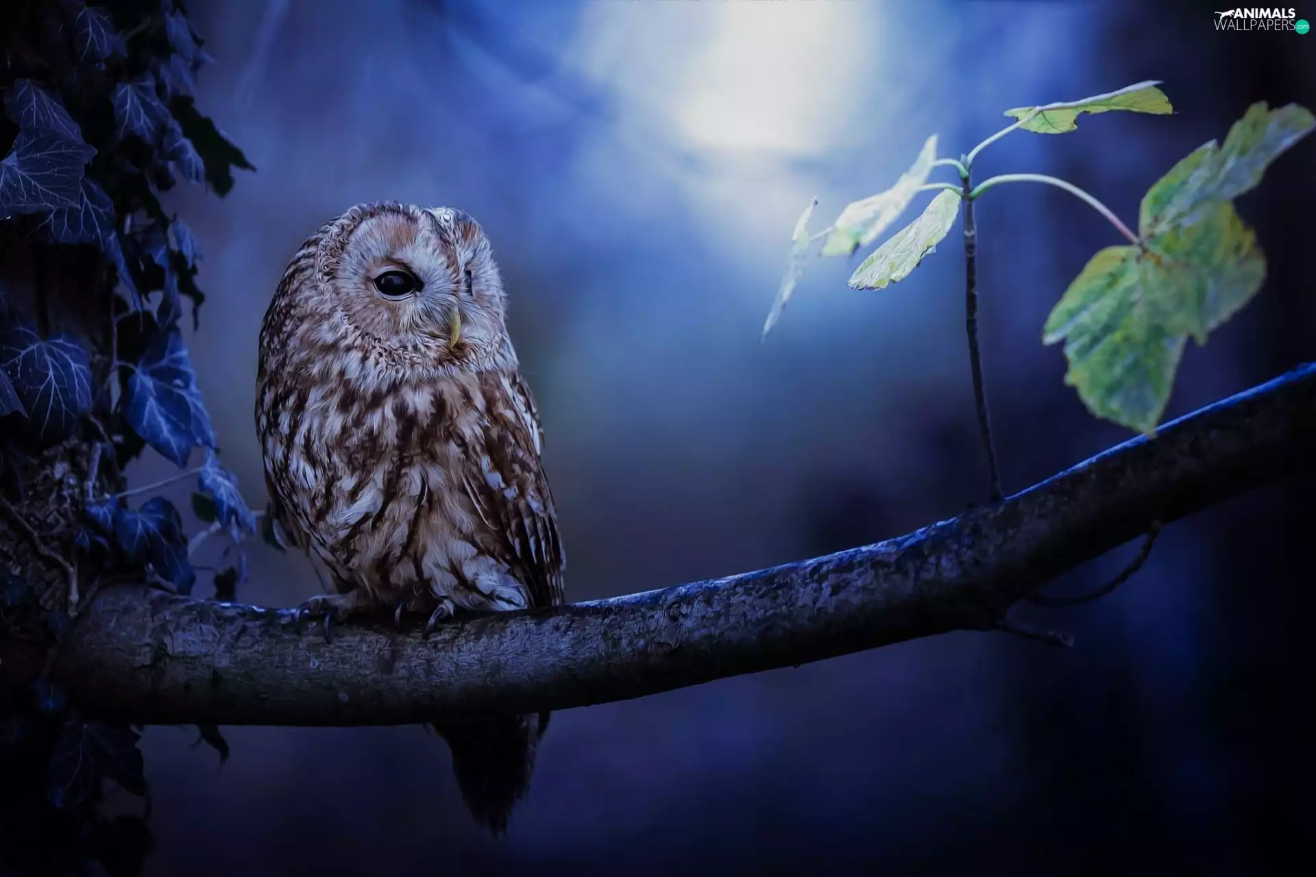 Leaf, Brown Owl, glow, branch, owl, moon, Night