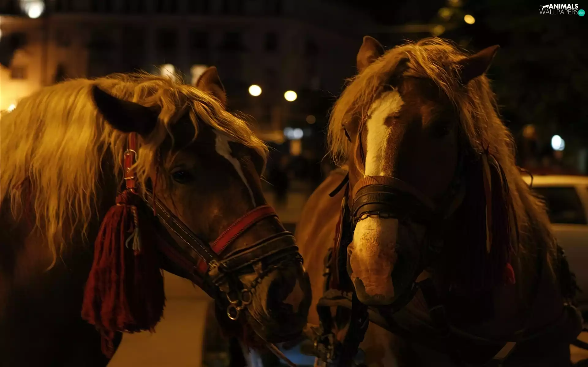 Night, bloodstock, team