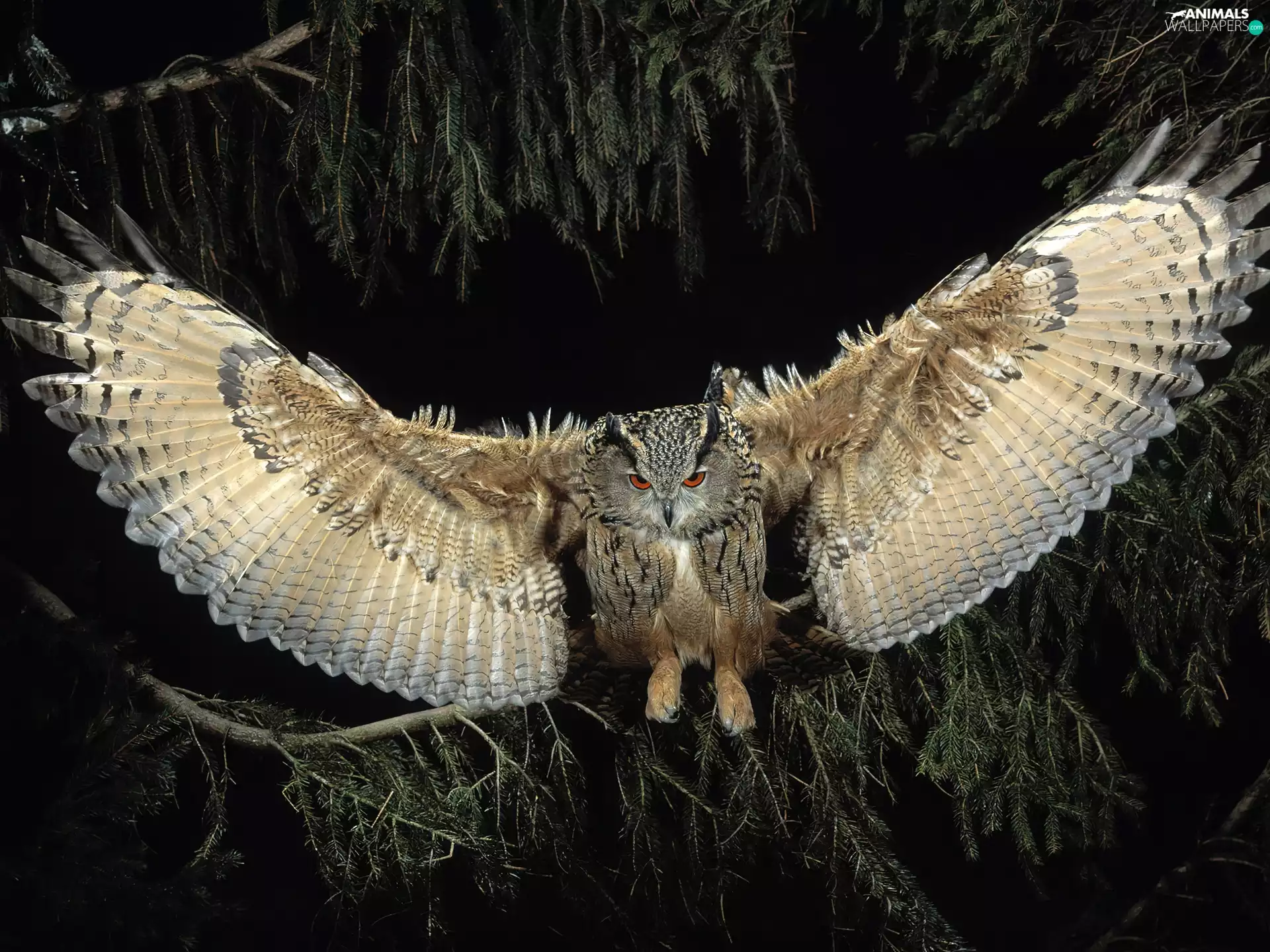 Night, owl, wings