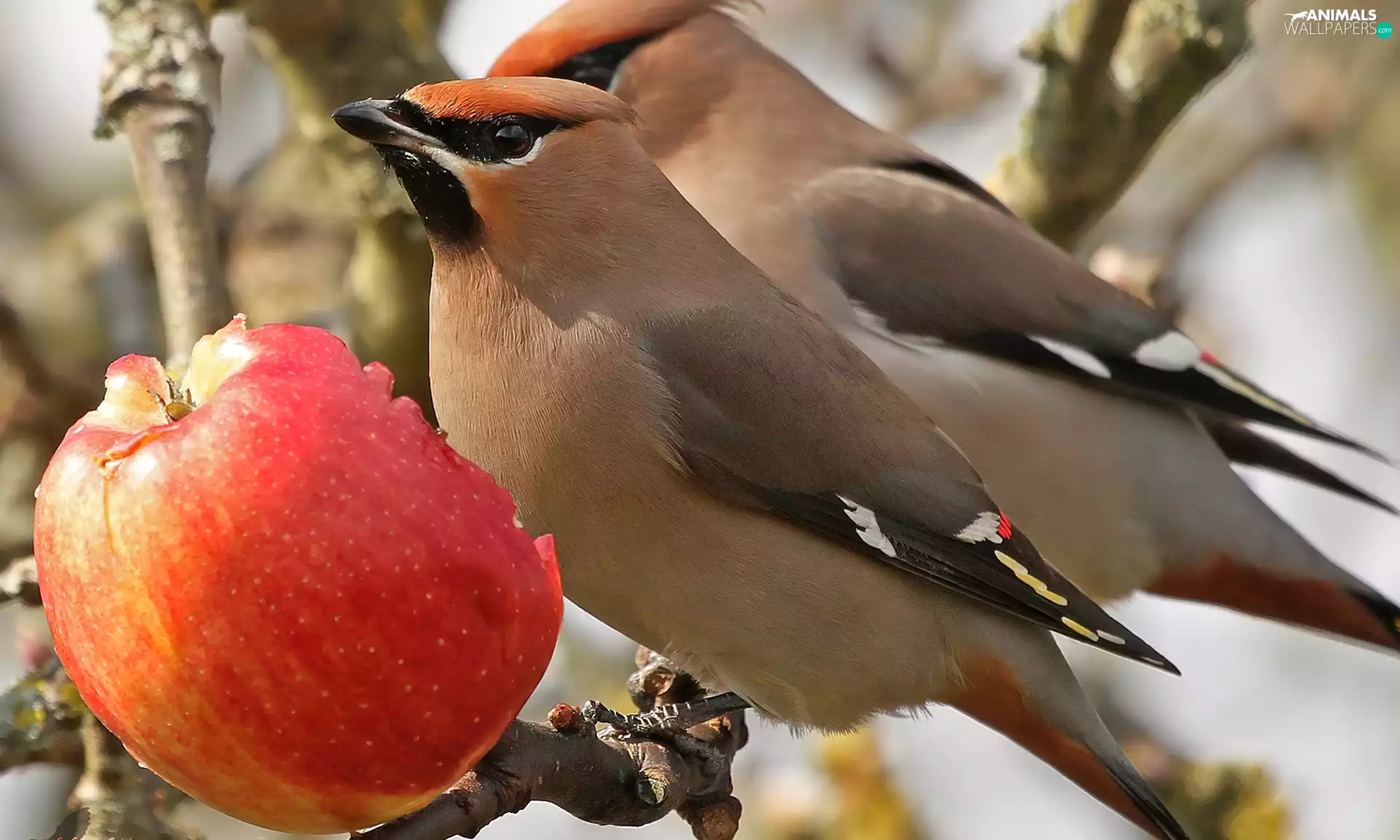 birds, Apple, trees, Nightingales