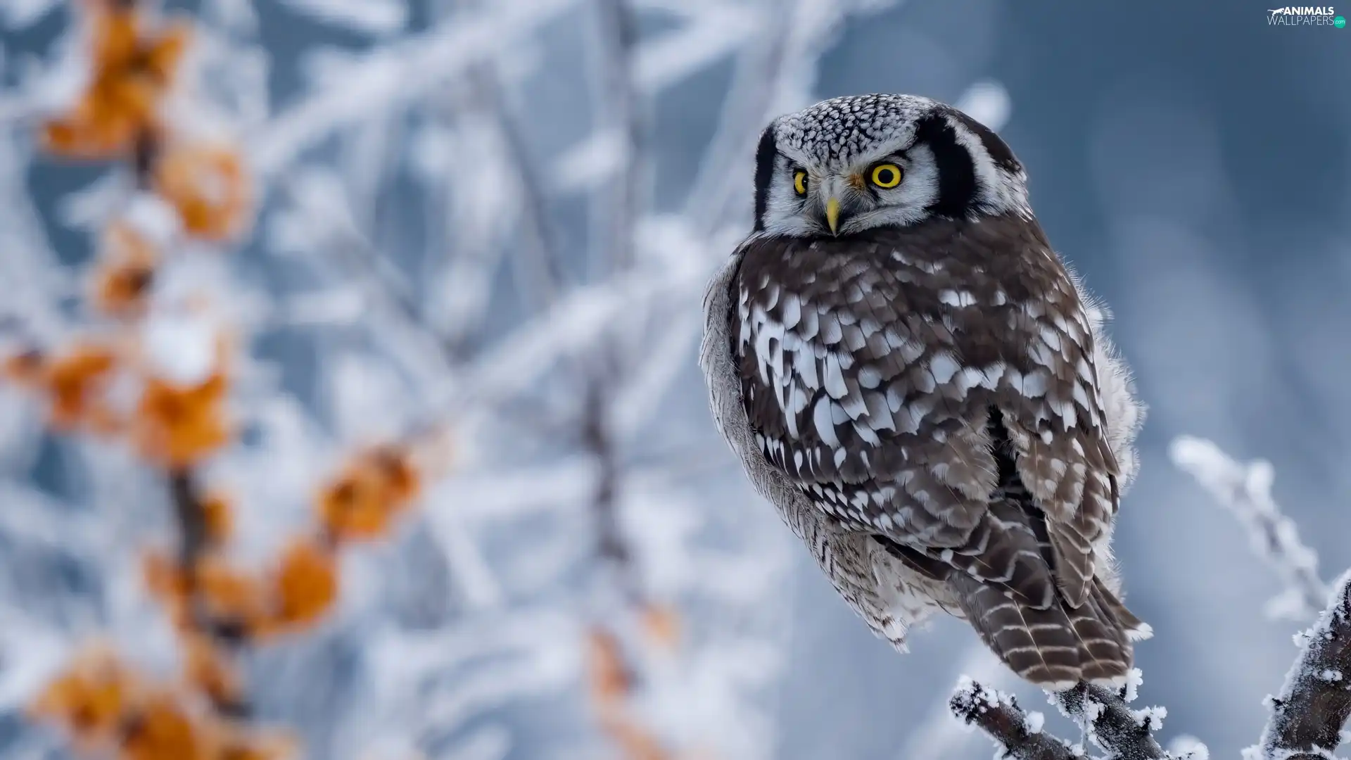 branch pics, owl, Northern hawk-owl