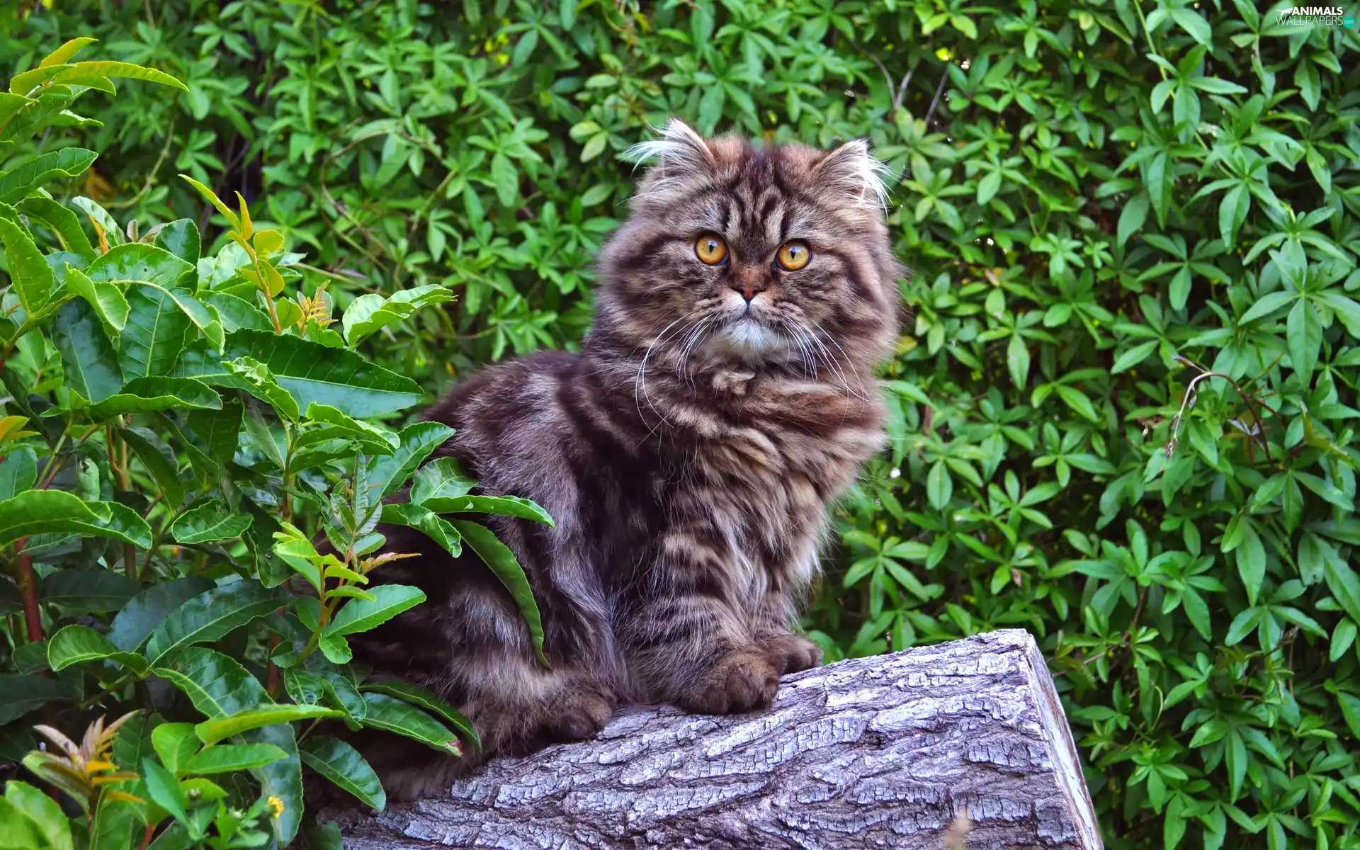 small, trunk, Bush, Norwegian Forest Cat