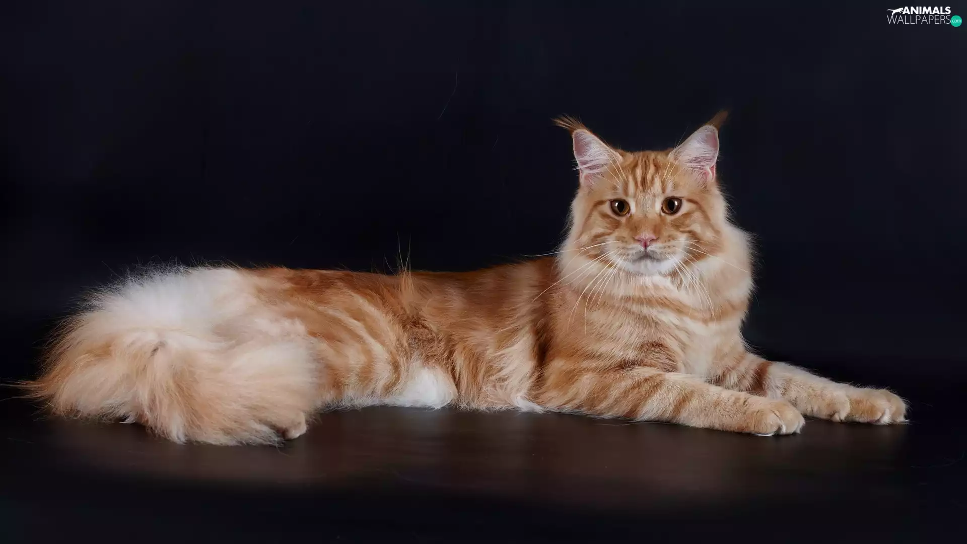 Norwegian Forest Cat