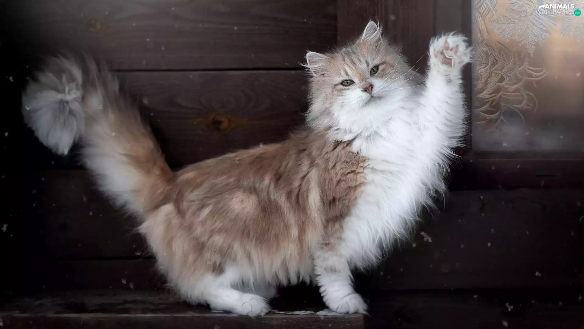 white and gray, Norwegian Forest Cat