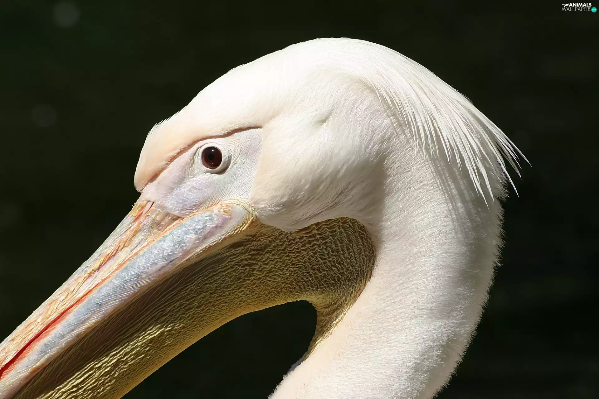 nose, pelican, Big