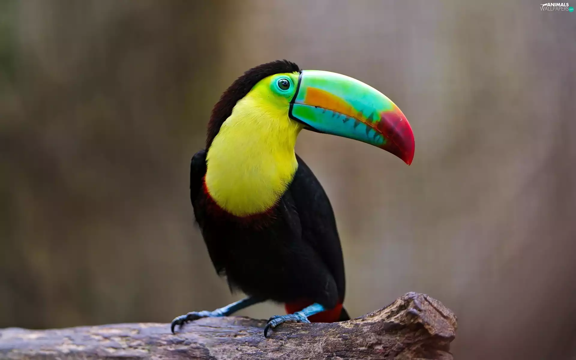 nose, Toucan, color