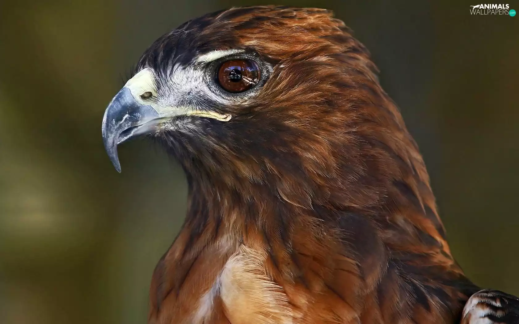 sharp, nose, eagle, curved, Brown