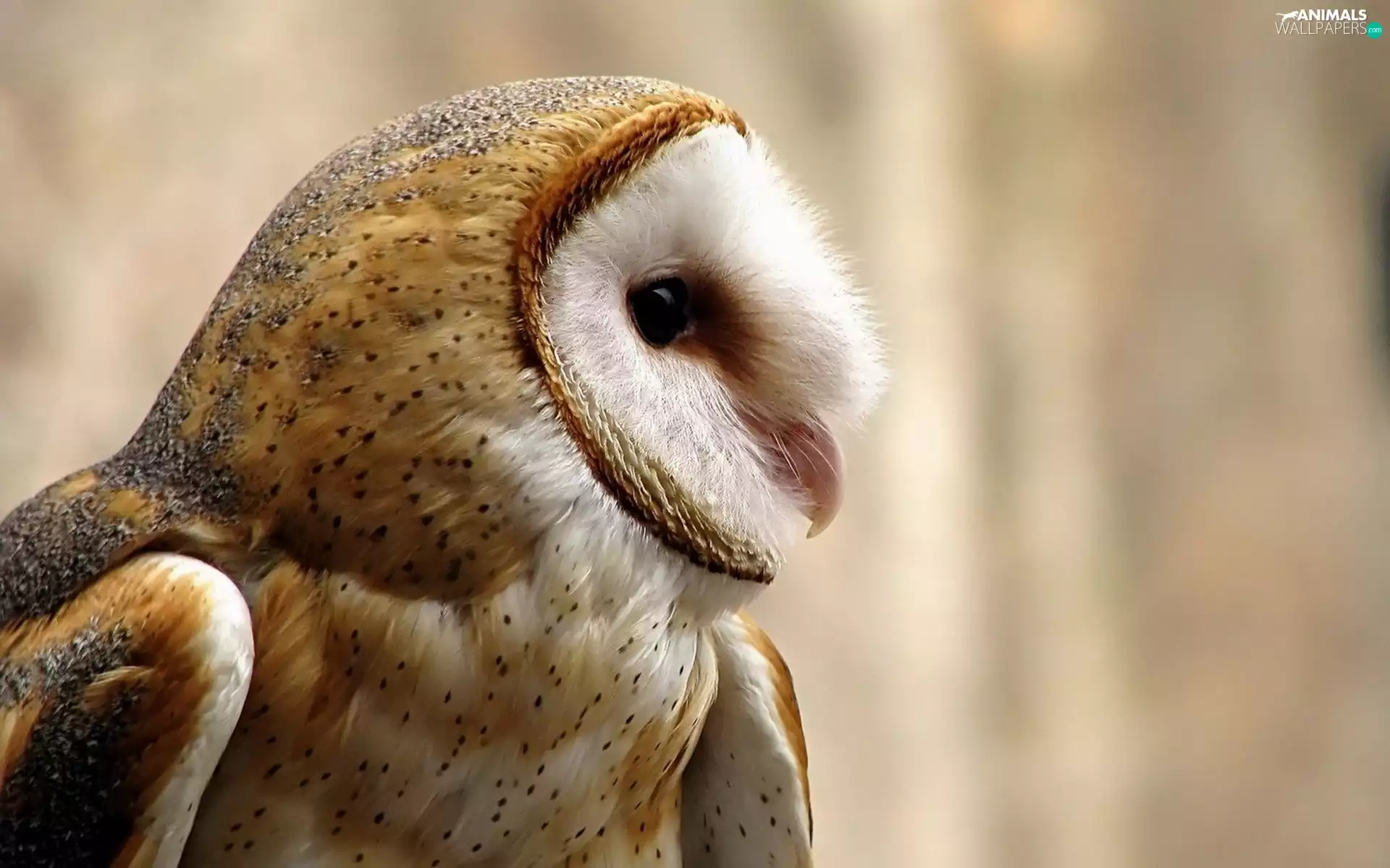 nose, owl, Eyes