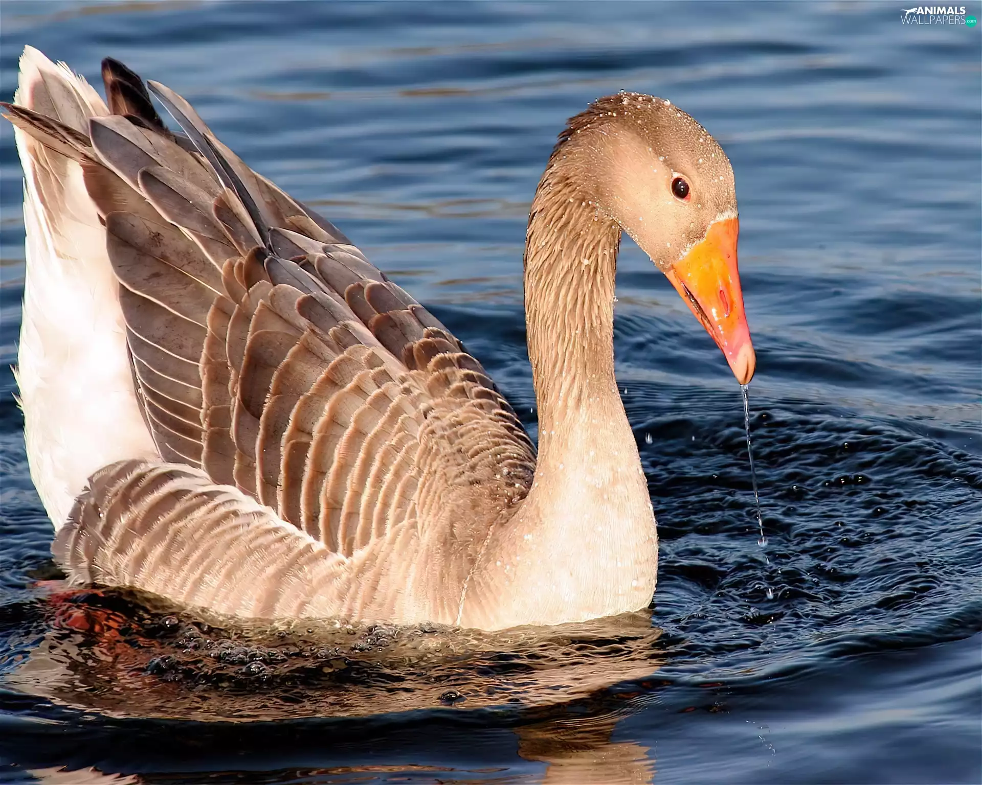 goose, streamlet, water, nose
