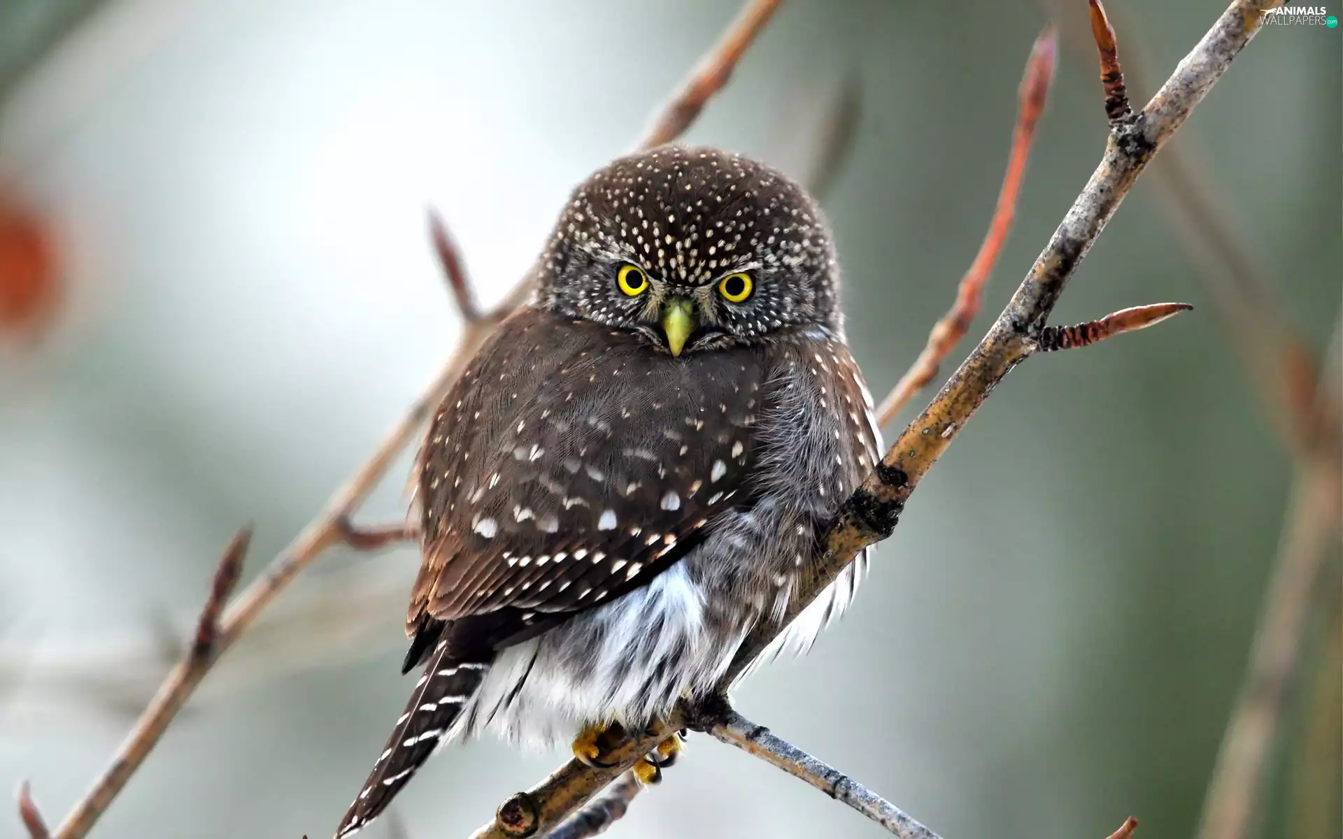 Eyes, nose, owl, Yellow, young