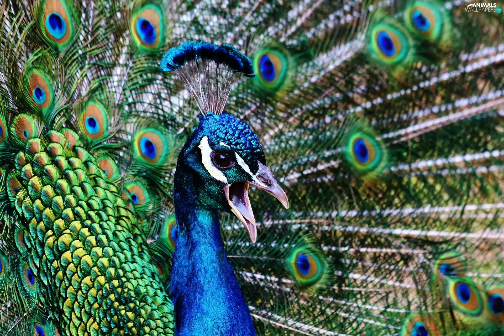 peacock, tail, feather, nose