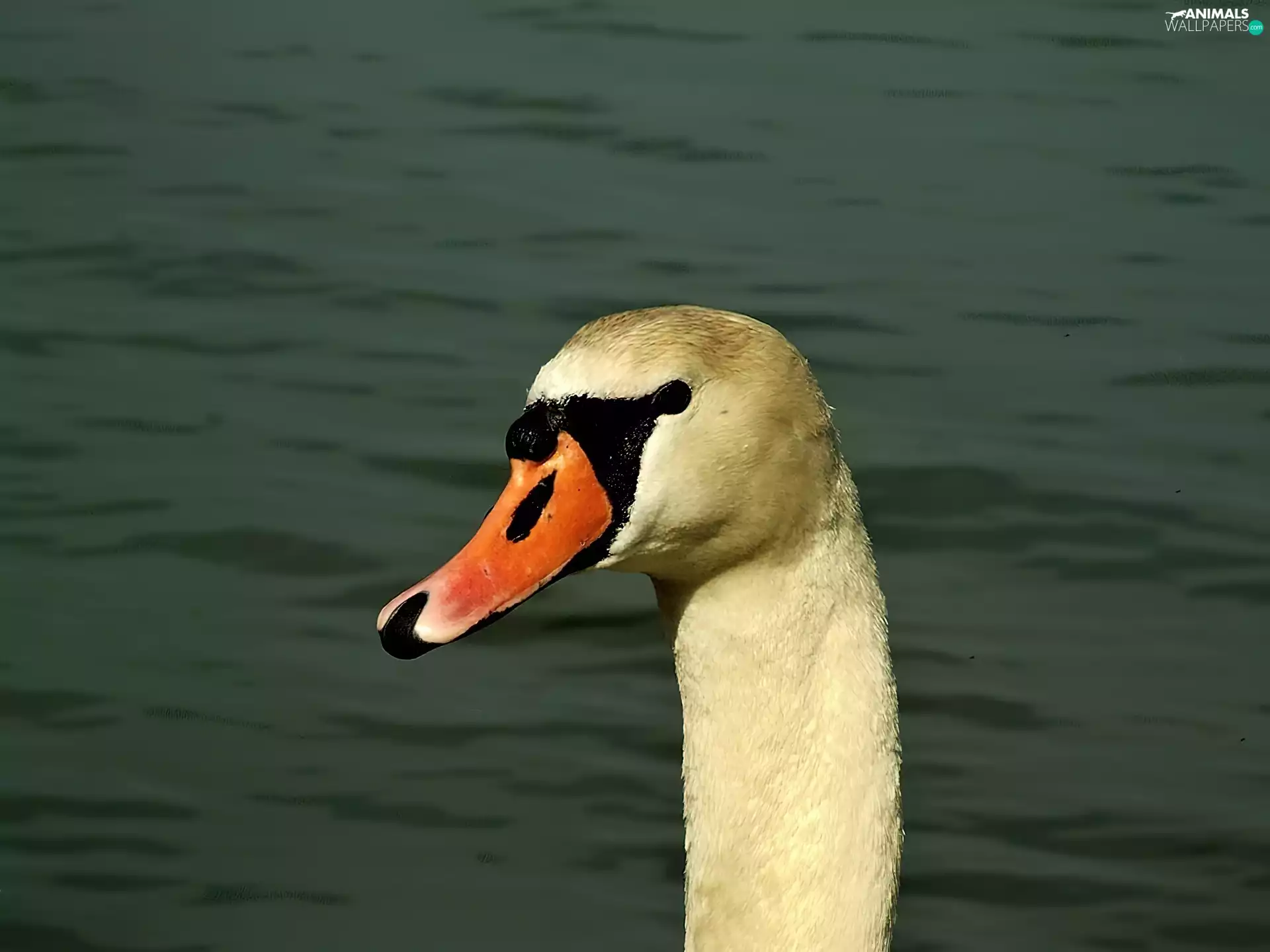 nose, mute swan