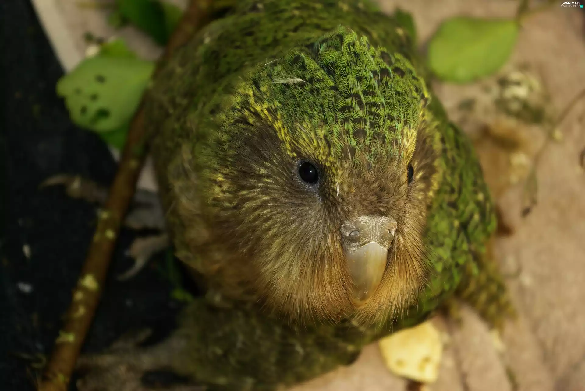 The look, Kakapo, nose