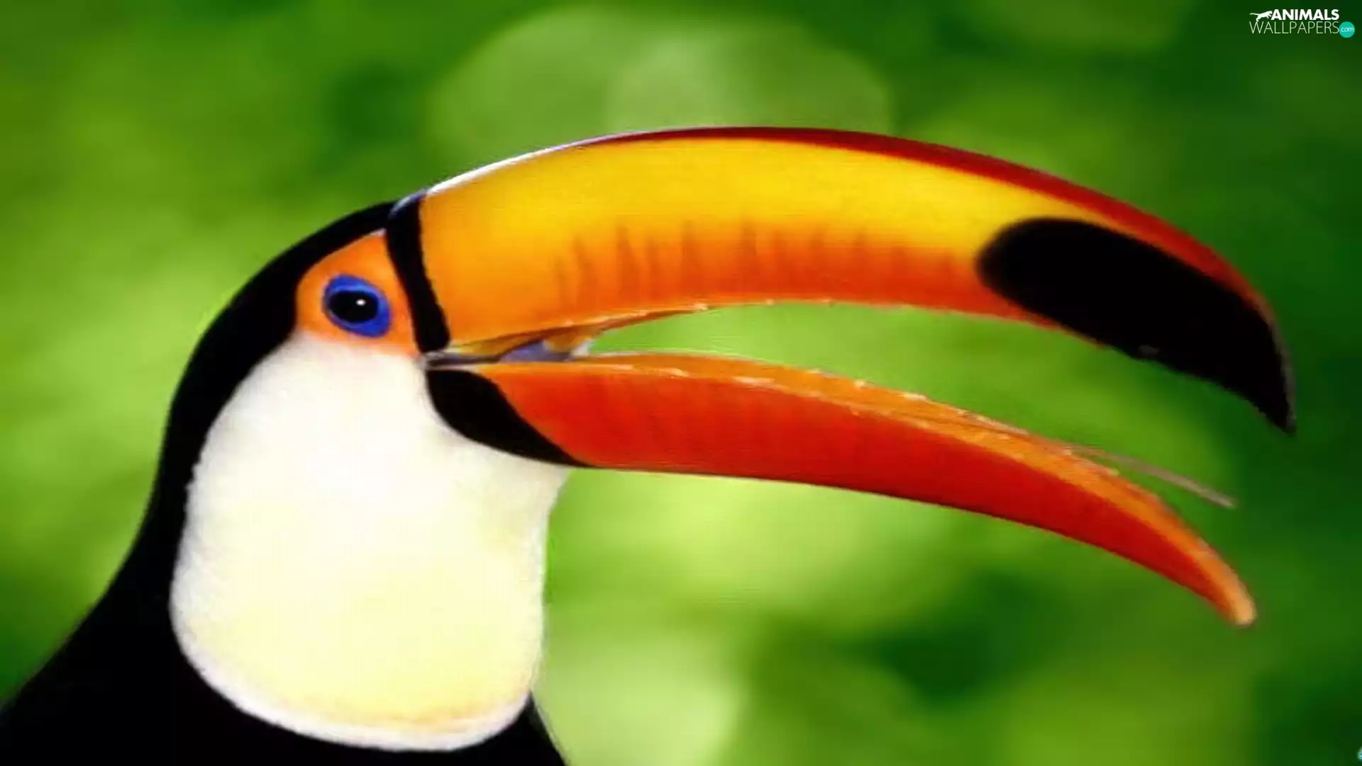 Orange, nose, white, Black, Toucan