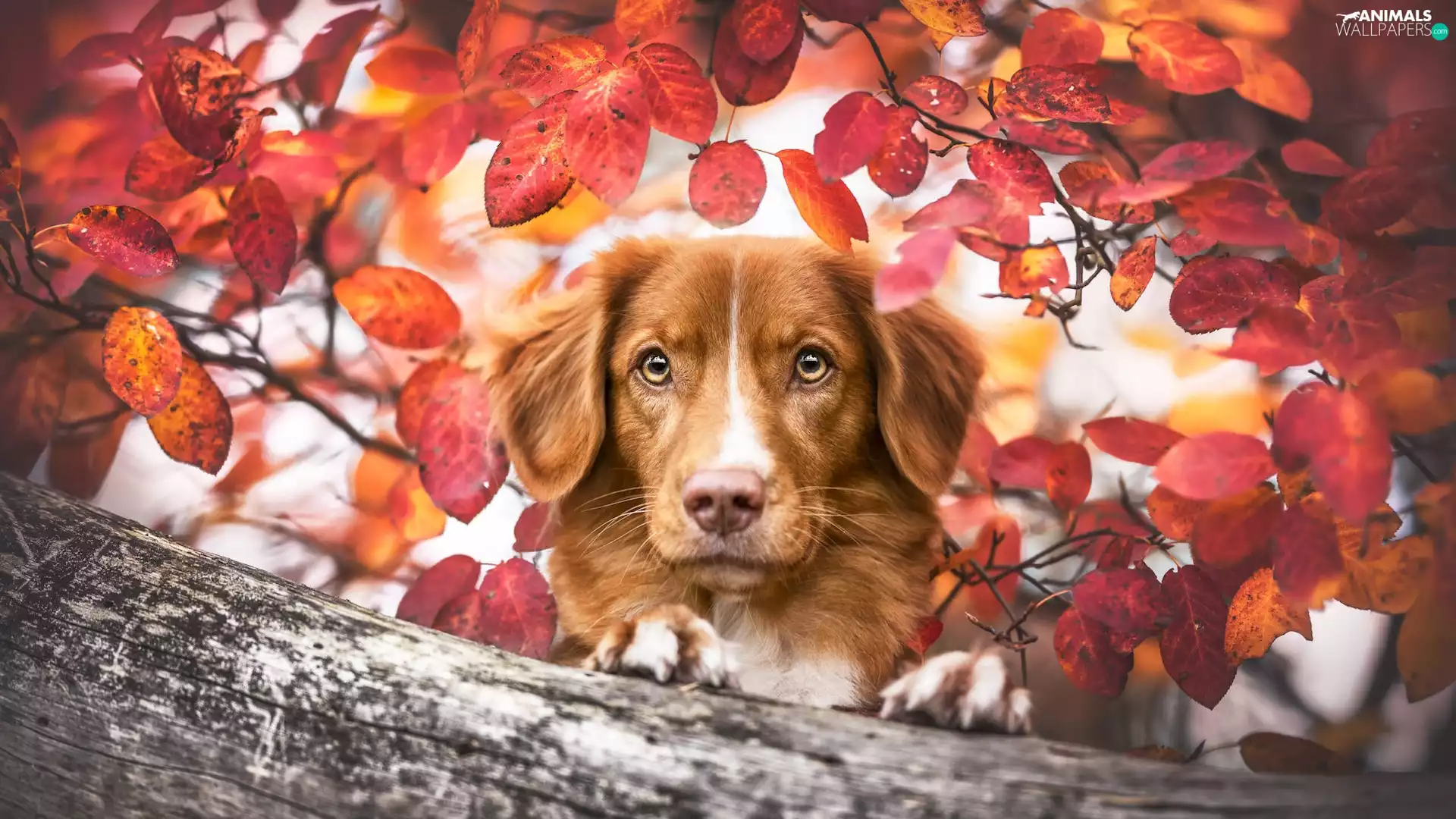 Retriever Nova Scotia, dog, Leaf